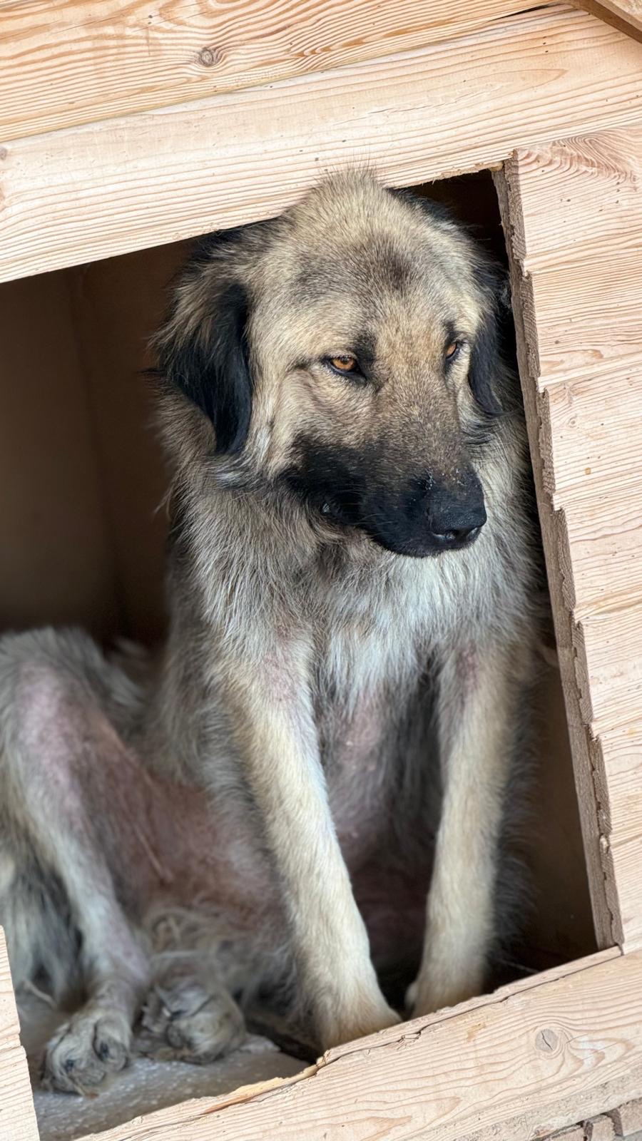 13 Hunde – gerettet in Tunceli, in Behandlung in Ankara campaign photo, 2 of 8