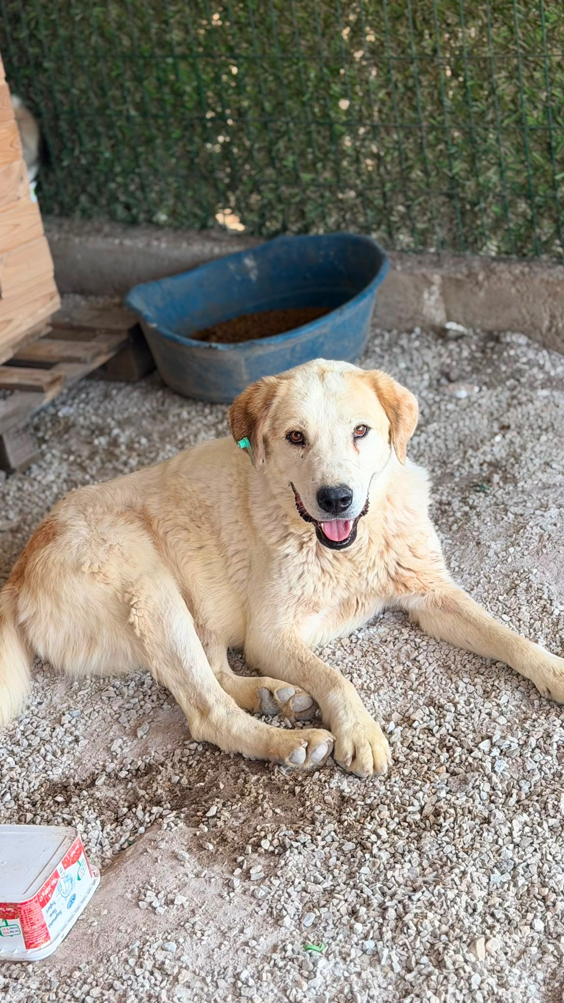 13 Hunde – gerettet in Tunceli, in Behandlung in Ankara campaign photo, 5 of 8