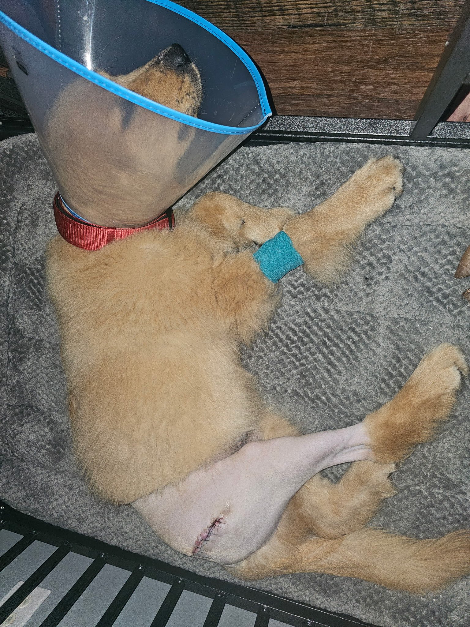 Help the Brandt Family After Puppy Tragedy campaign photo, 4 of 6