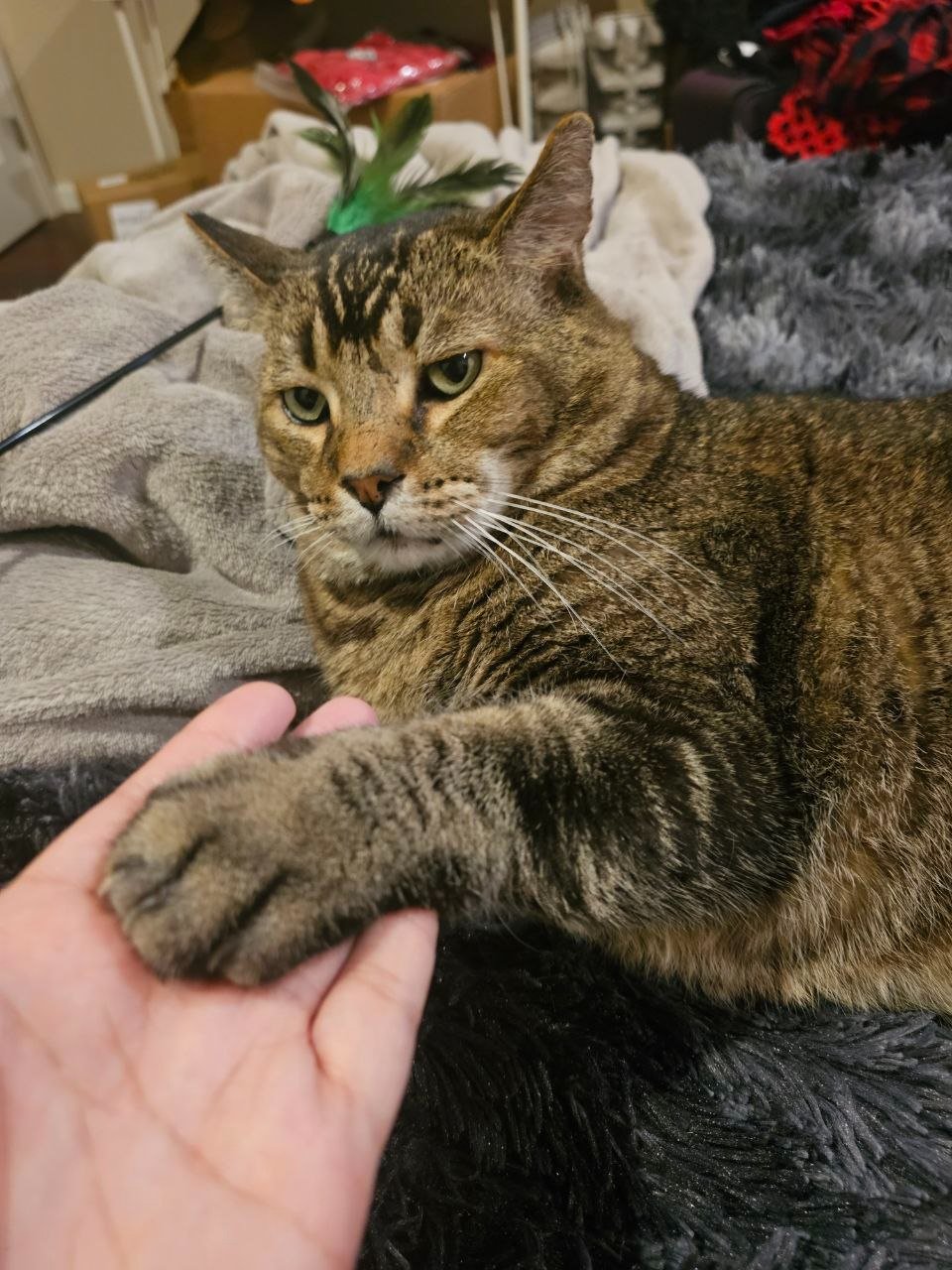 Help Big Mac Recover from Dental Surgery campaign photo, 2 of 8