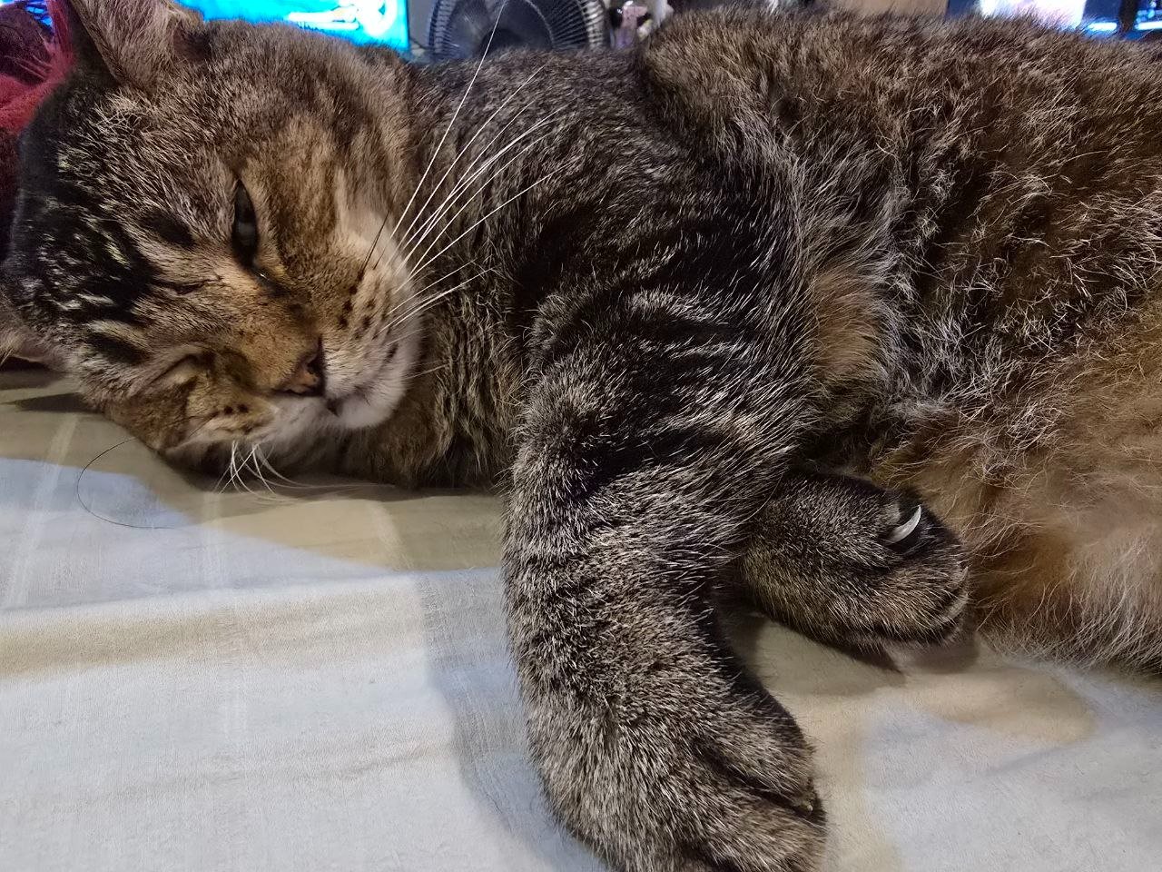 Help Big Mac Recover from Dental Surgery campaign photo, 4 of 8