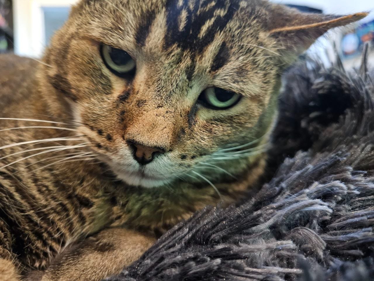 Help Big Mac Recover from Dental Surgery campaign photo, 5 of 8