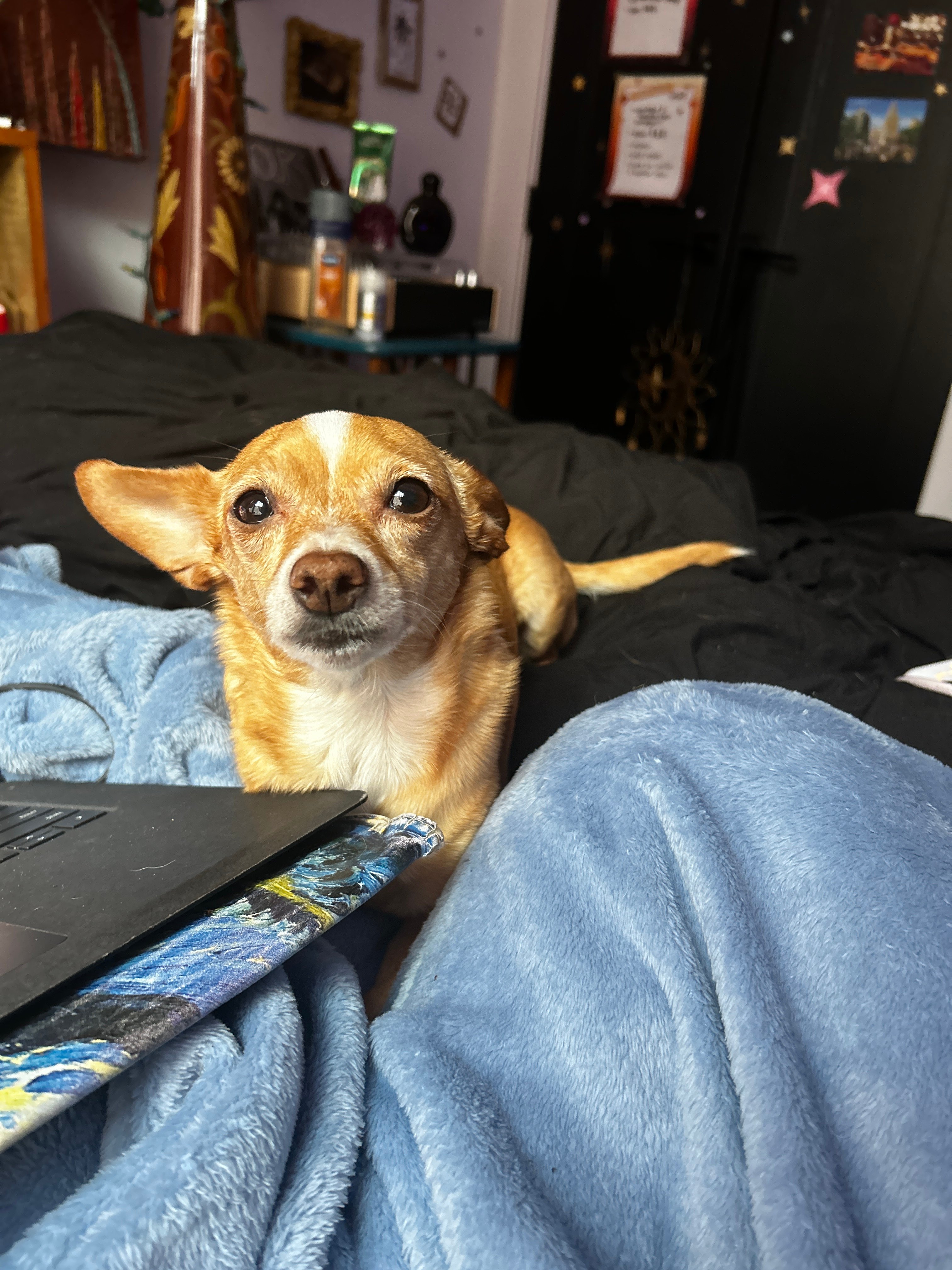 Support Nala’s Urgent Dental Surgery campaign photo, 5 of 8