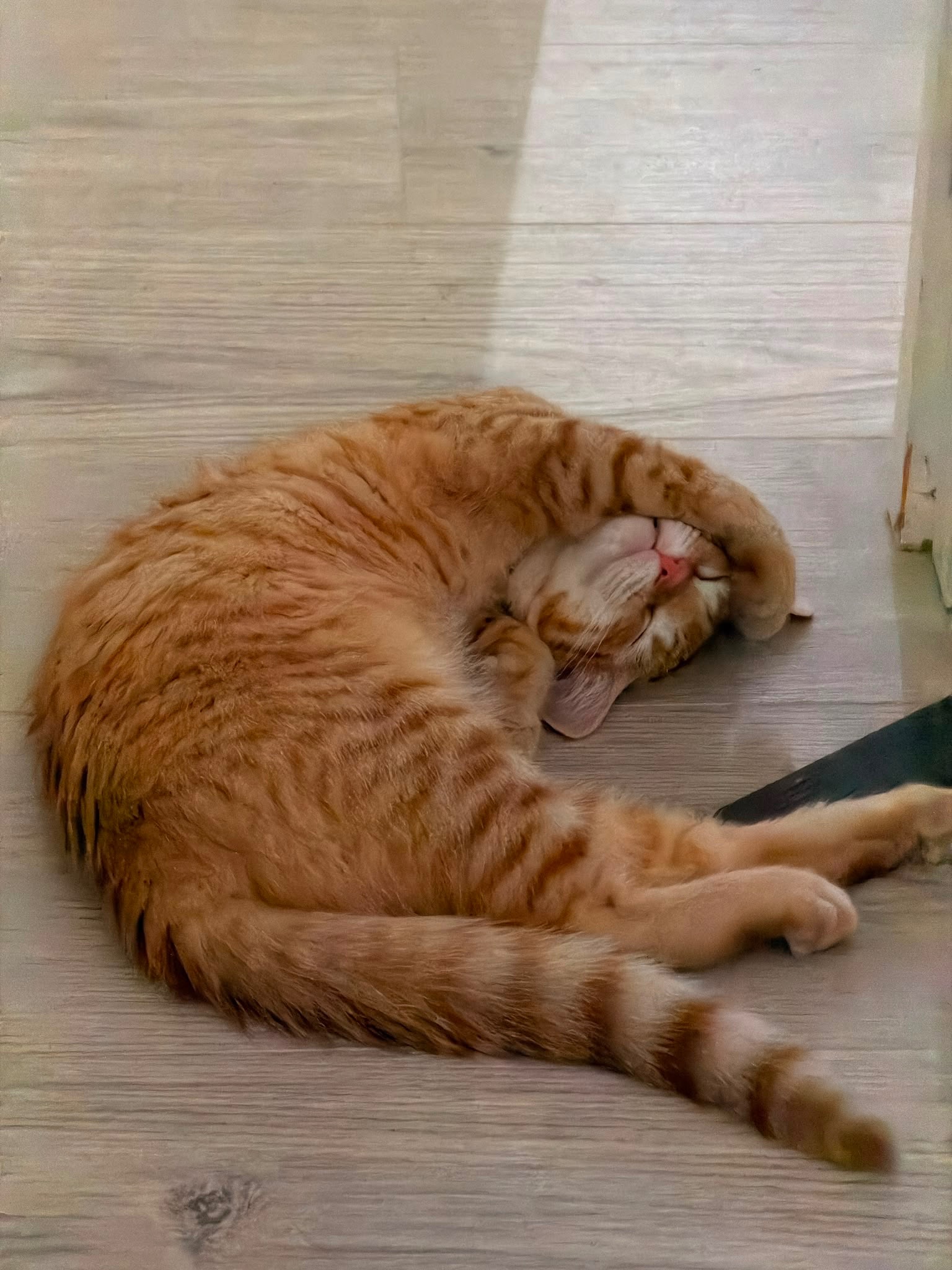 Emergency surgery for Olivia, a 4-month-old kitten campaign photo, 2 of 7