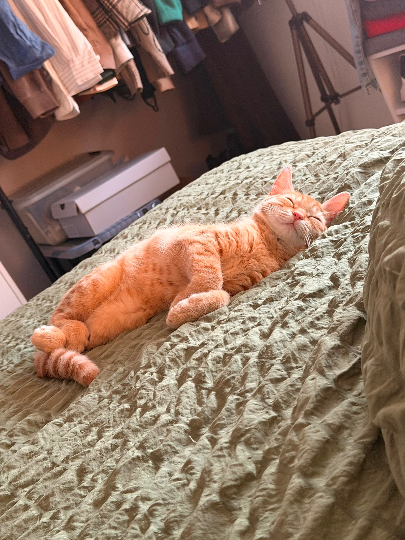 Emergency surgery for Olivia, a 4-month-old kitten campaign photo, 5 of 7