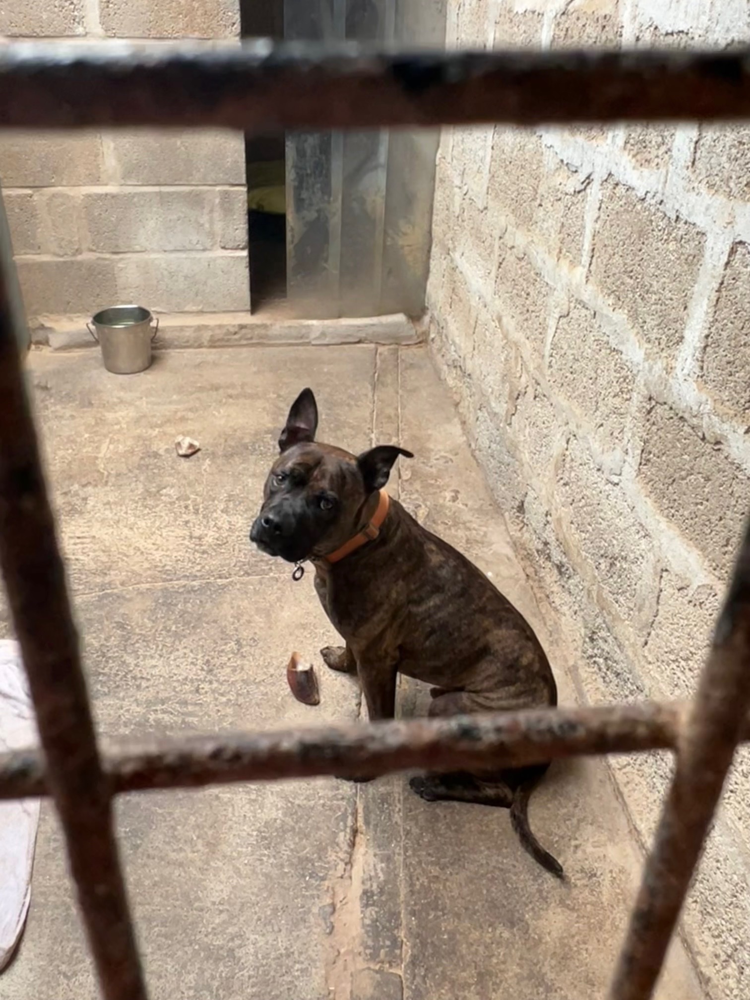 Help Simba Have an Assessment to Get Him De-Exempted campaign photo, 7 of 8
