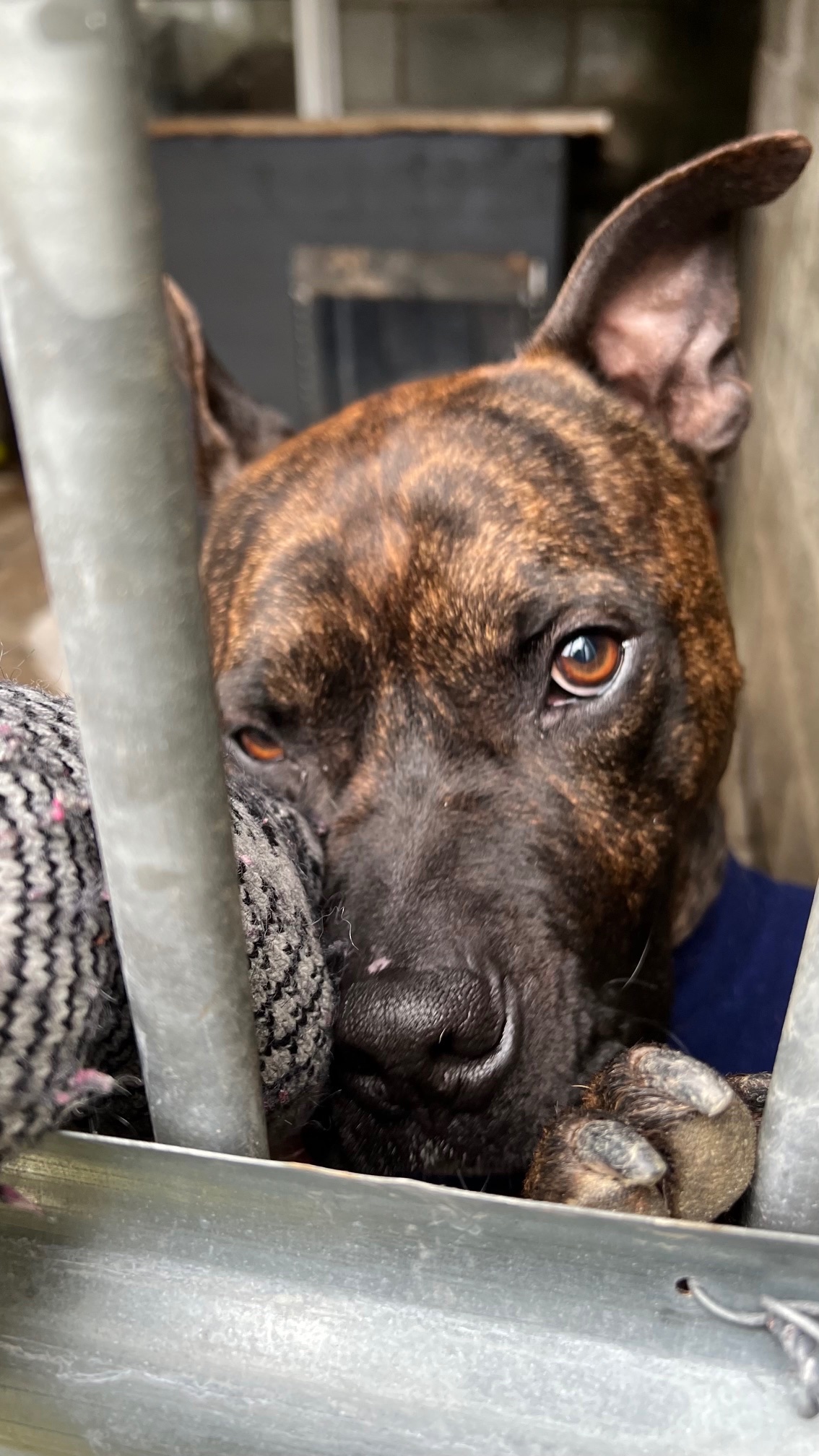 Help Simba Have an Assessment to Get Him De-Exempted campaign photo, 6 of 8
