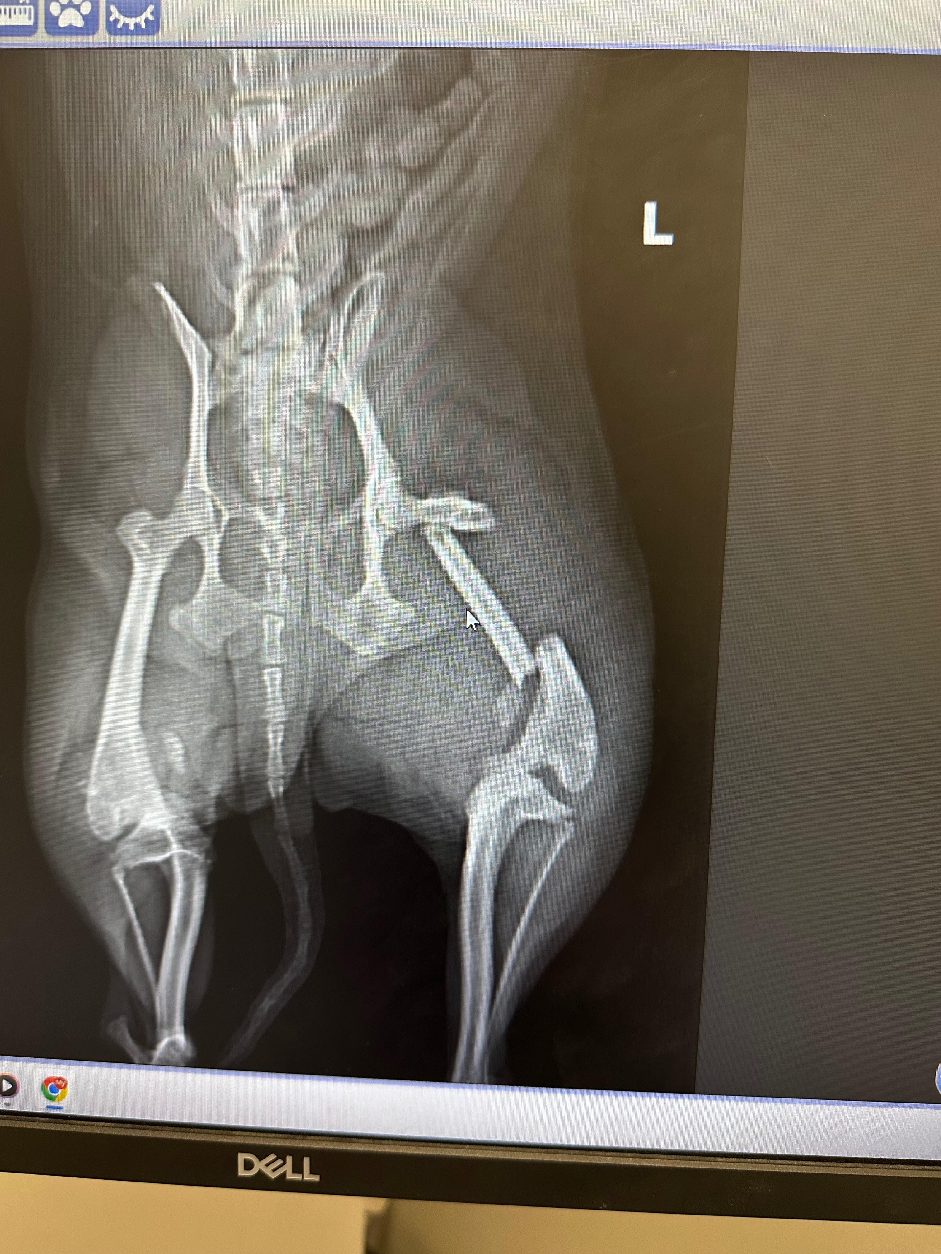 Help Aurora Heal After Her Leg Amputation campaign photo, 5 of 8