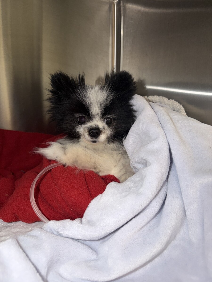 Help Aurora Heal After Her Leg Amputation campaign photo, 4 of 8