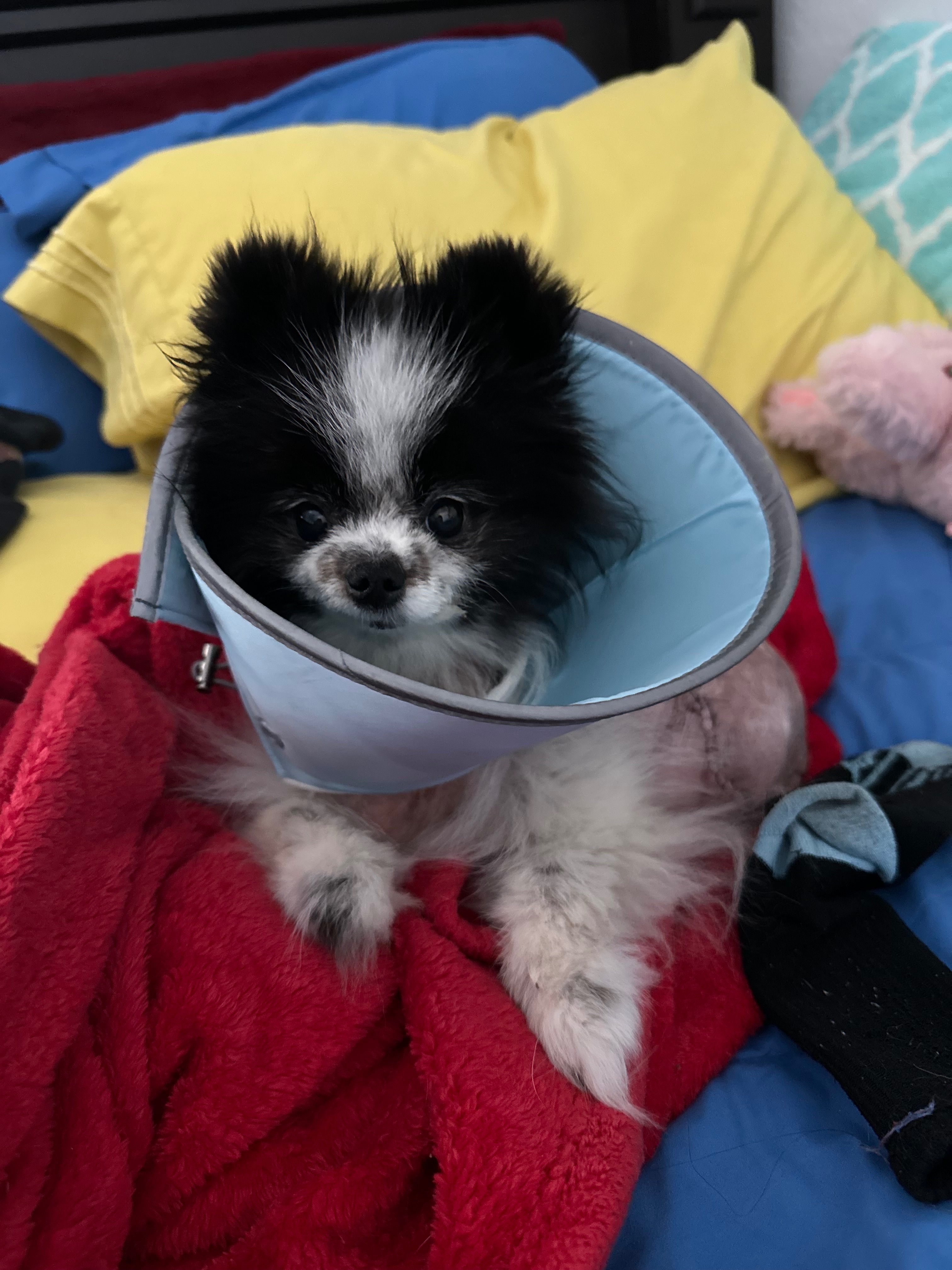 Help Aurora Heal After Her Leg Amputation campaign photo, 5 of 8