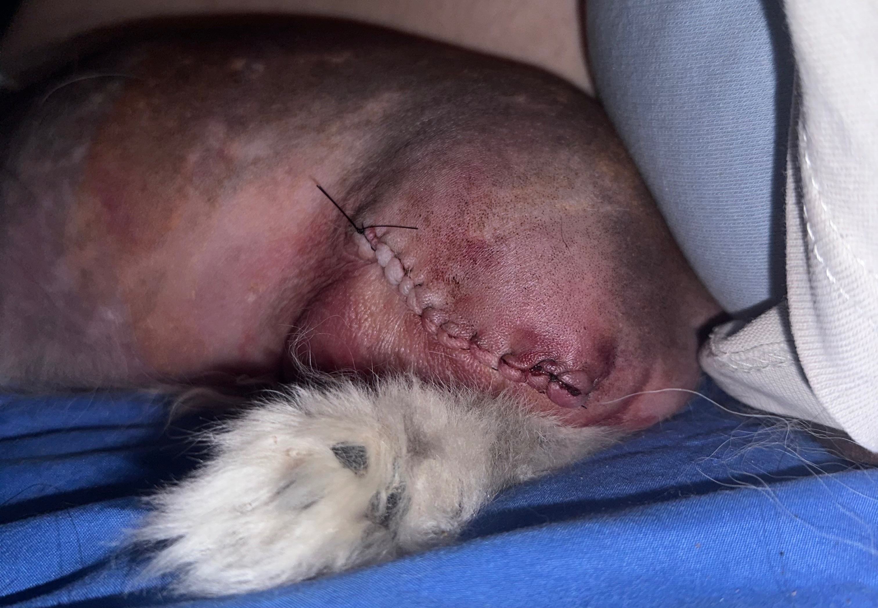 Help Aurora Heal After Her Leg Amputation campaign photo, 6 of 8