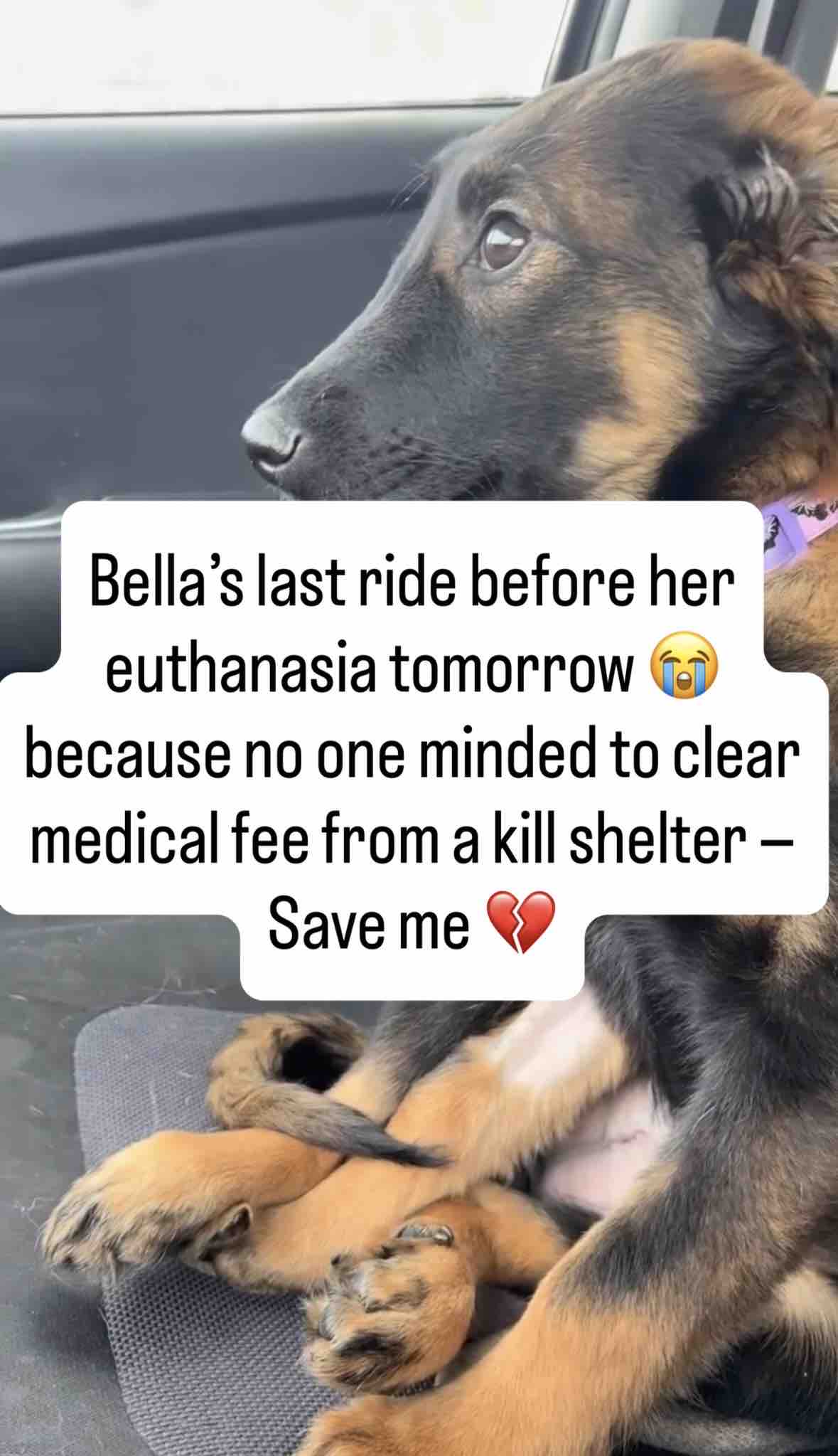 Paw Haven Rescue campaign photo, 6 of 10