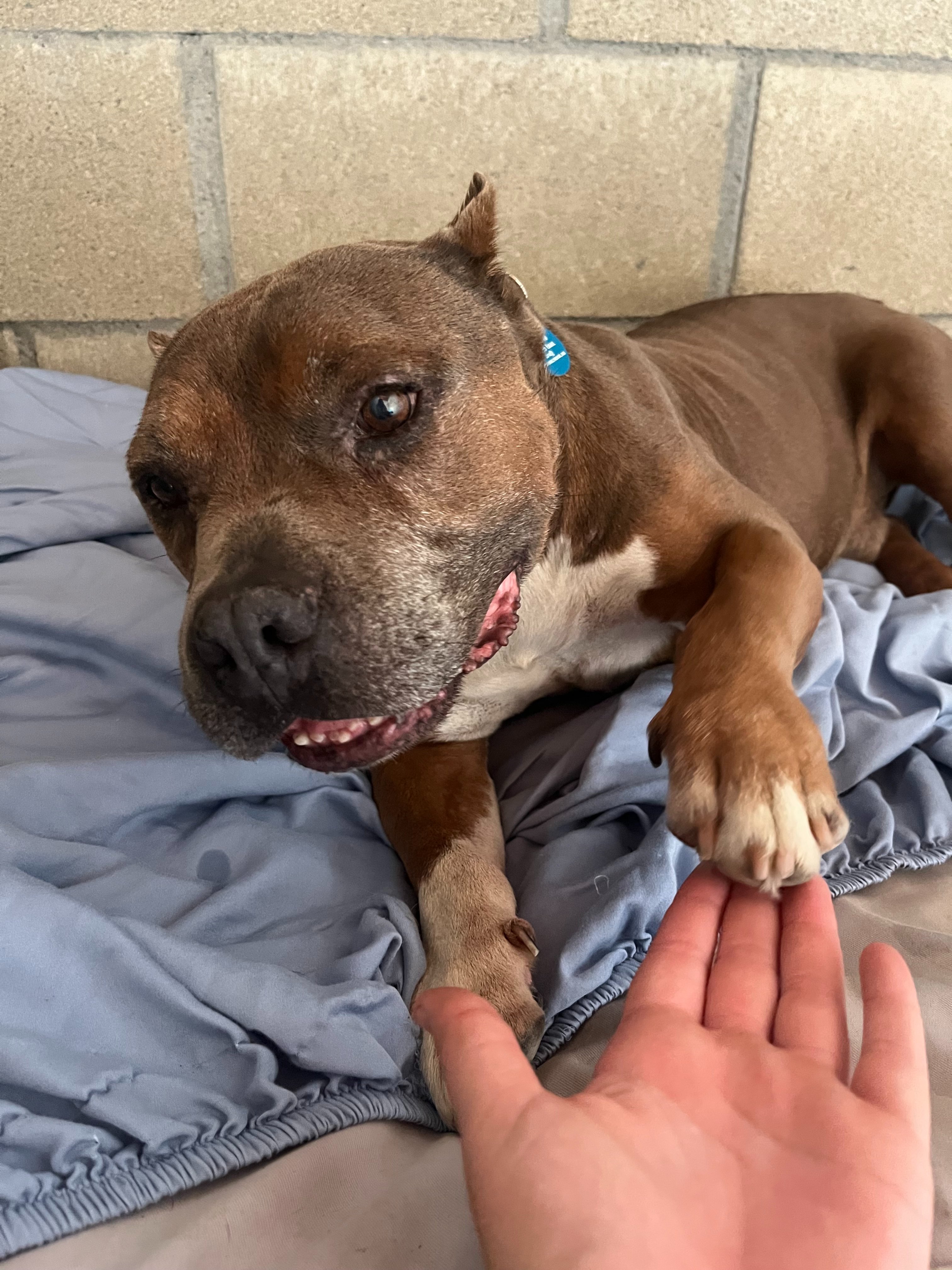 Fresno Bully Rescue Veterinary Care Fund campaign photo, 6 of 7