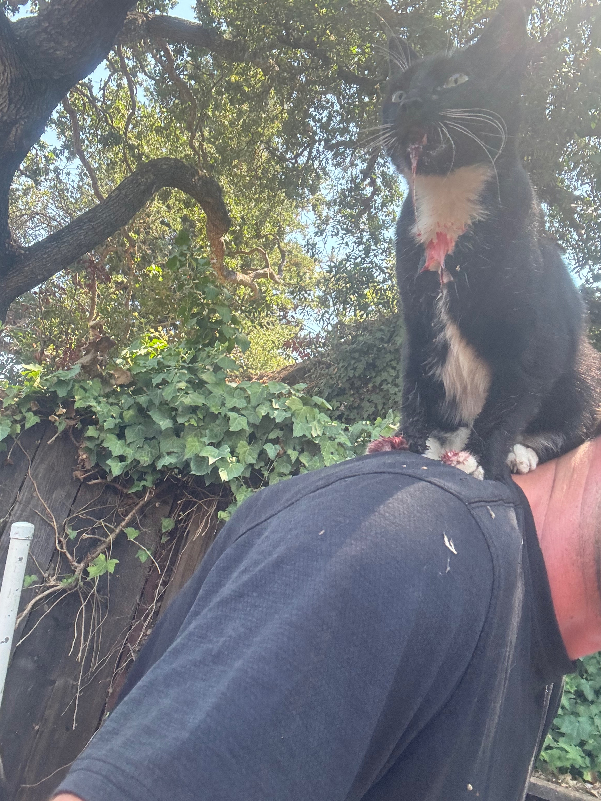 Help Bruno Heal After Dog Attack campaign photo, 2 of 6