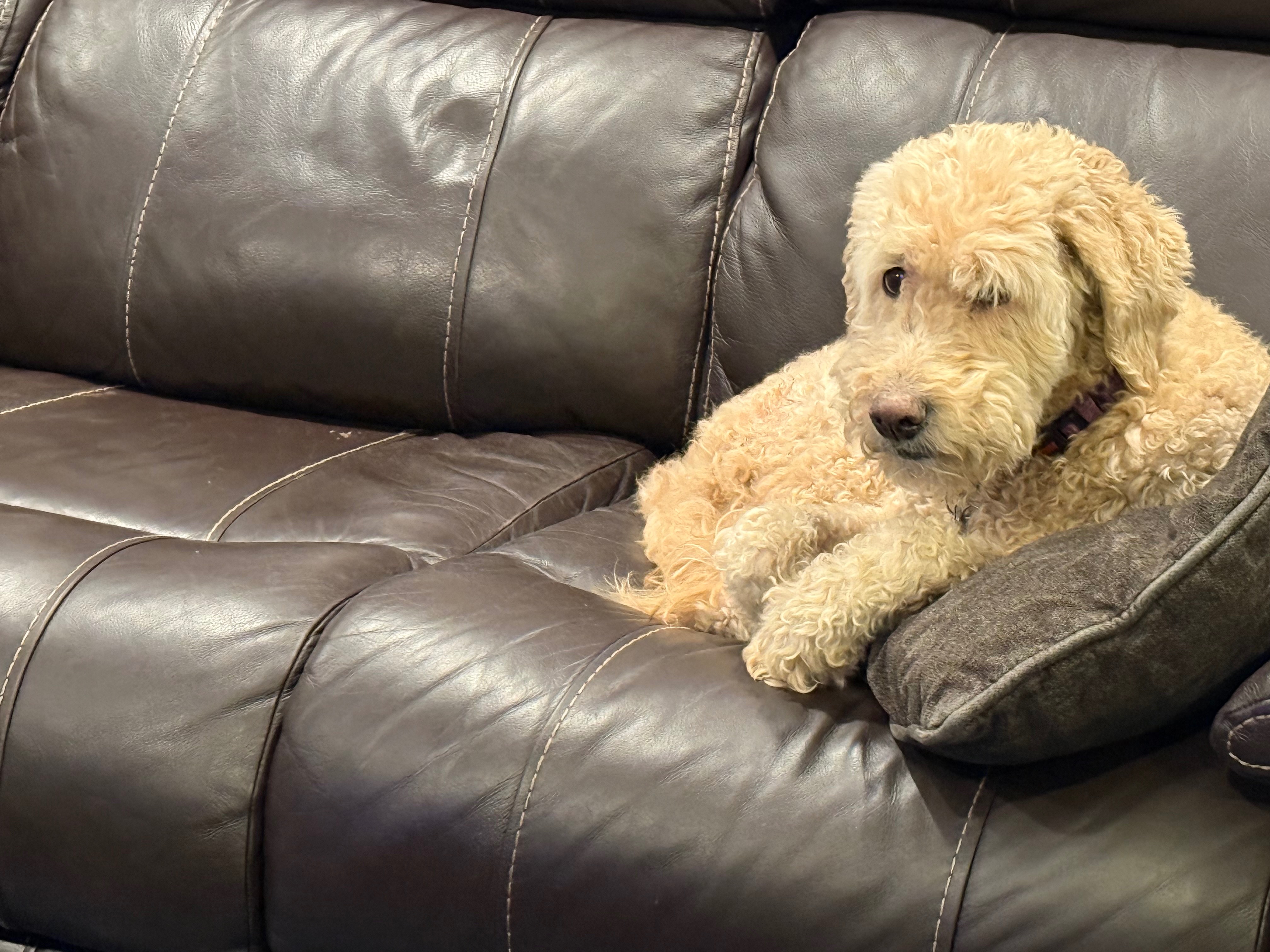 Fundraiser by THEE Zophar : Help Zoey Get the Care She Needs