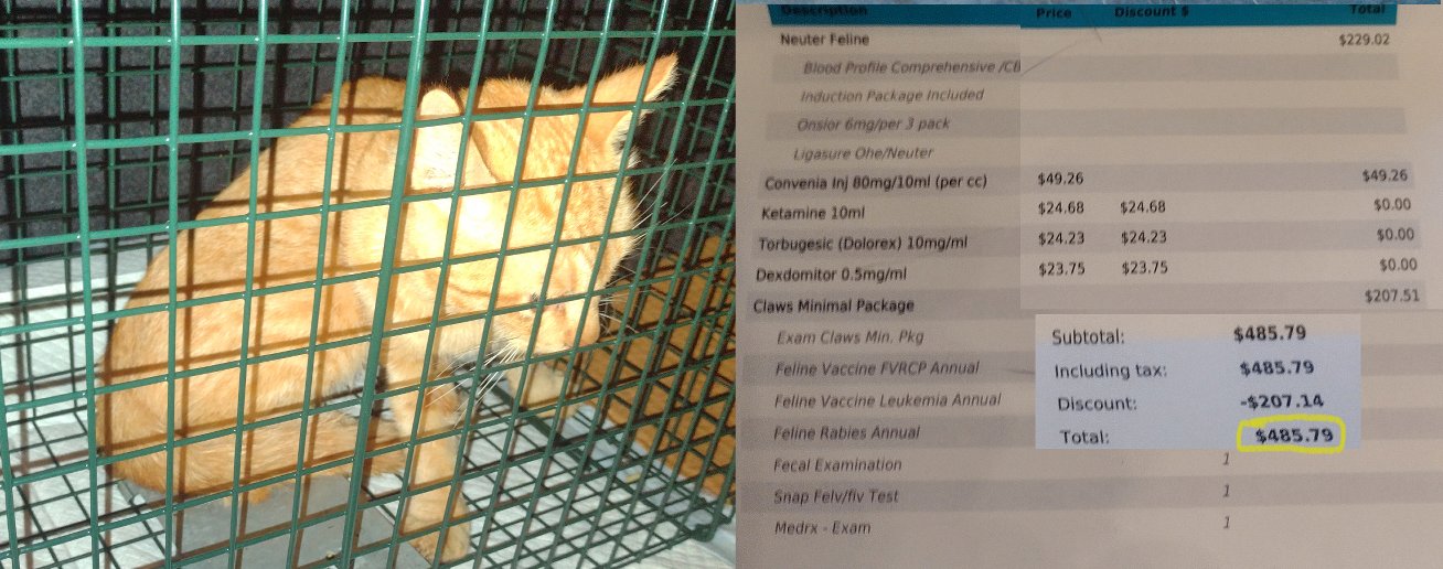 Help Billy the Stray with His Vet Bills campaign photo, 2 of 4
