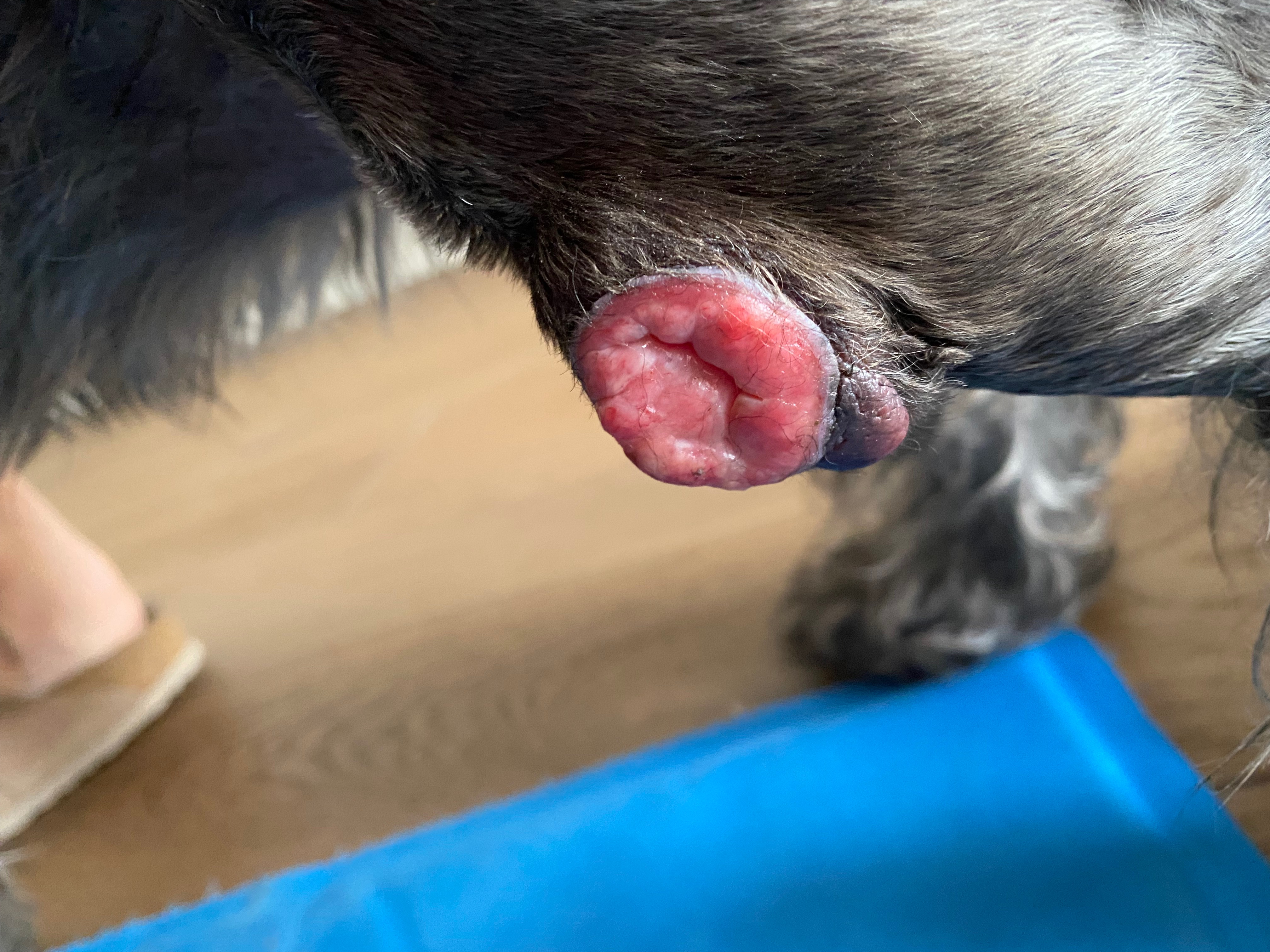 Urgent Operation Needed to Remove Frida's Tumour campaign photo, 5 of 6