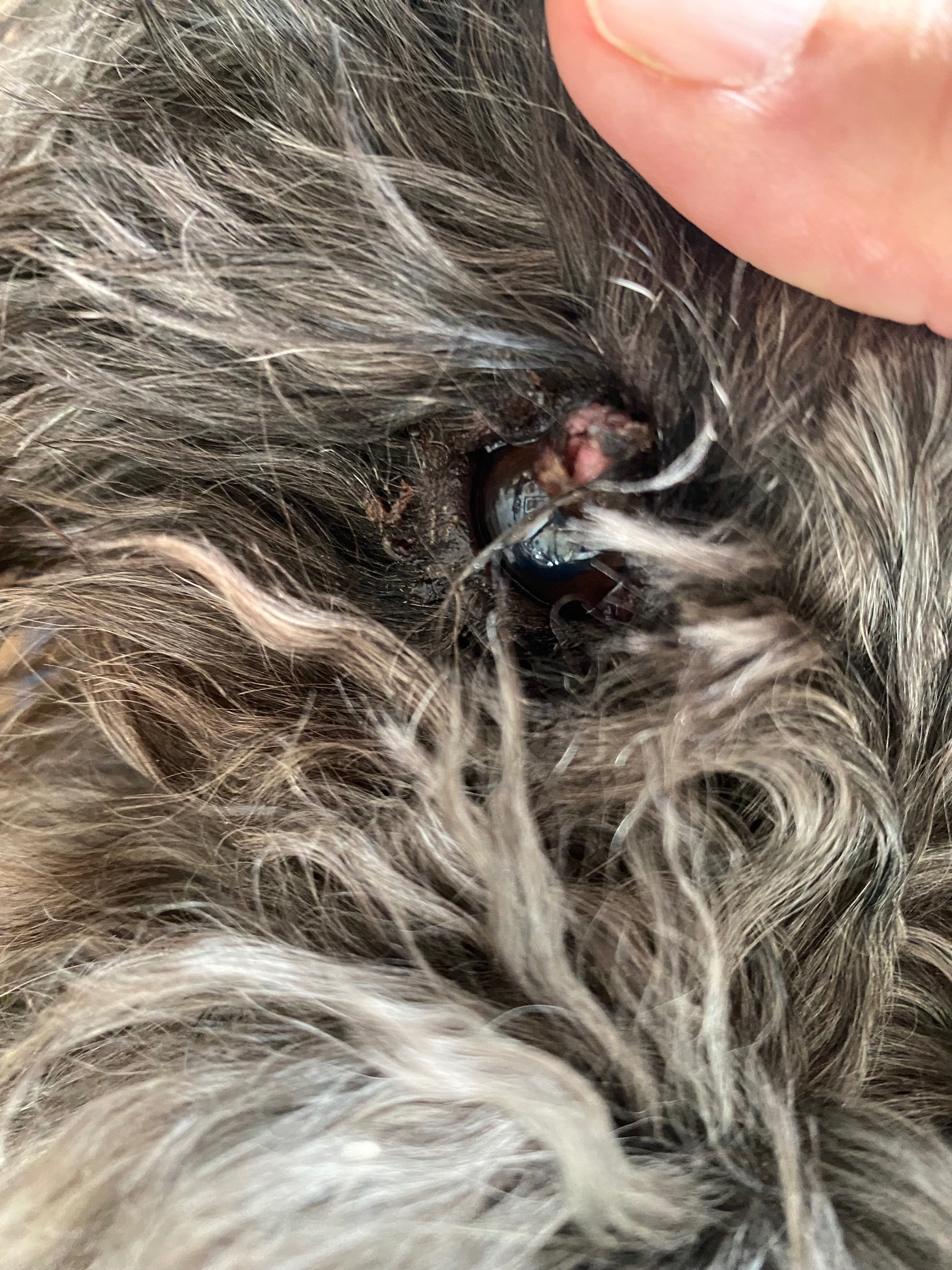 Urgent Operation Needed to Remove Frida's Tumour campaign photo, 2 of 6