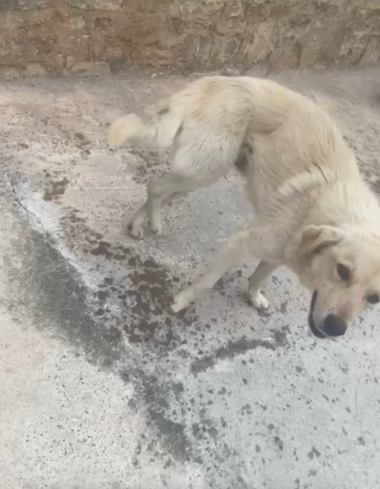 Help Feed & Save Stray Dogs and Cats in Albania campaign photo, 4 of 8