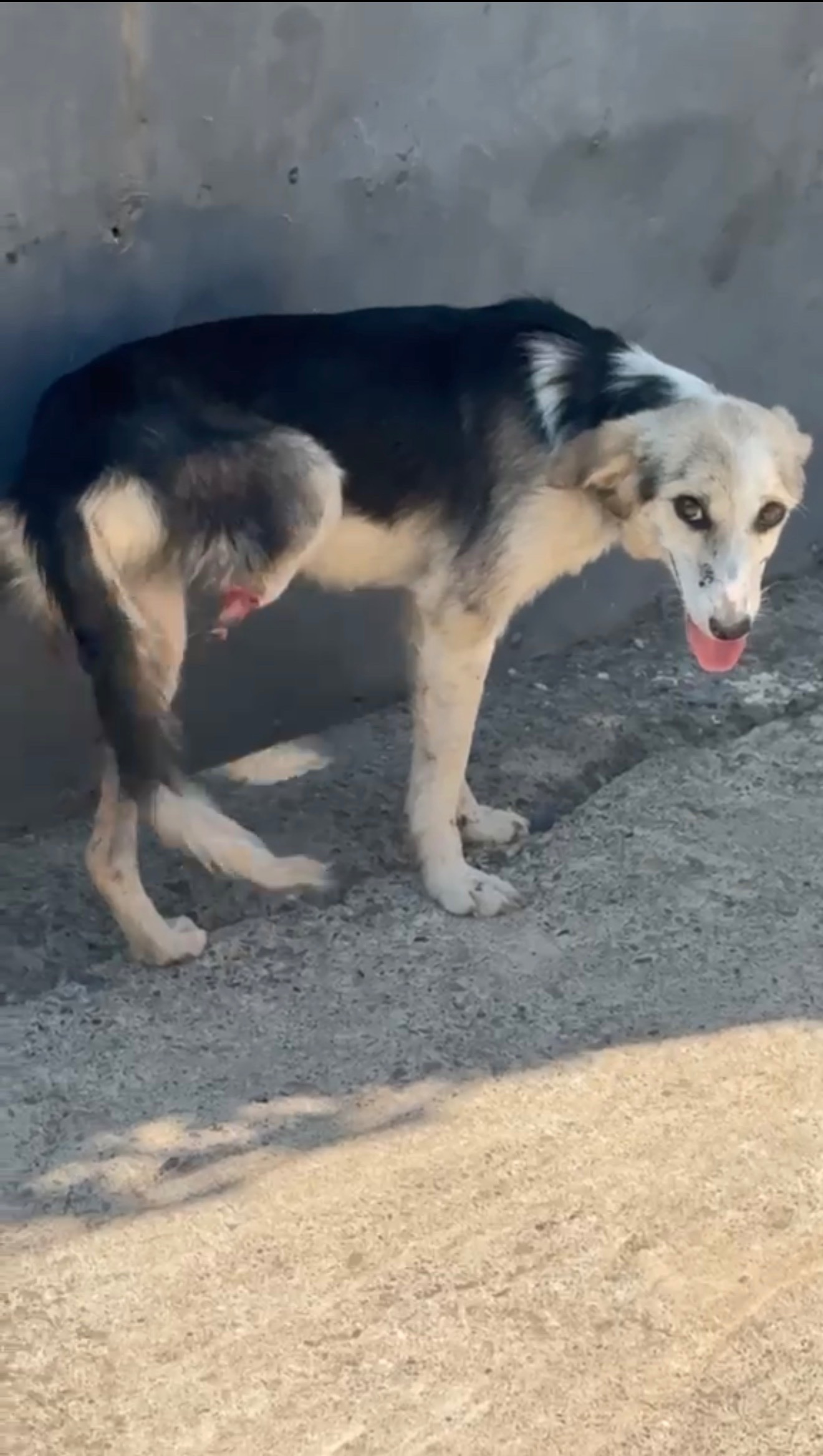 Help Feed & Save Stray Dogs and Cats in Albania campaign photo, 5 of 8
