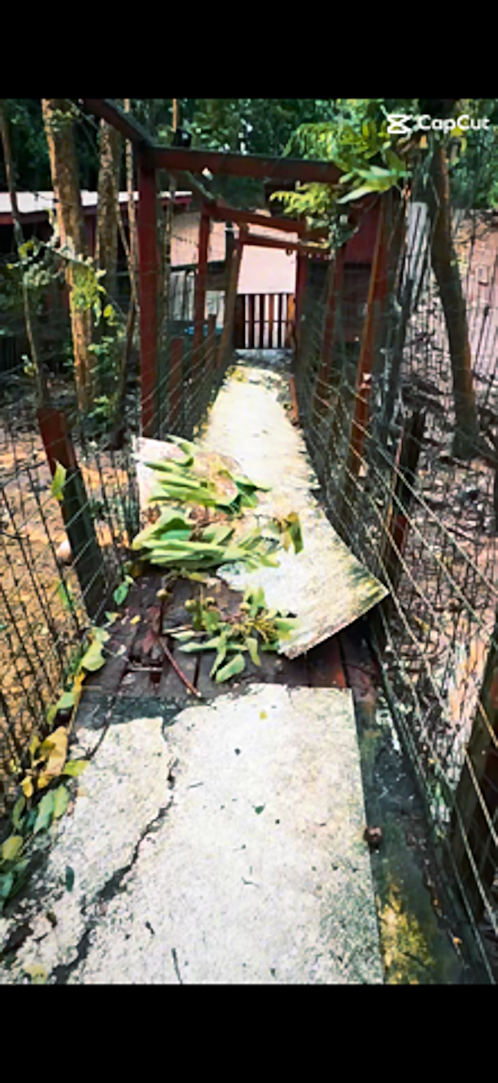 Help Us Rebuild Safe Enclosures for Maui's Rescued Animals campaign photo, 2 of 8