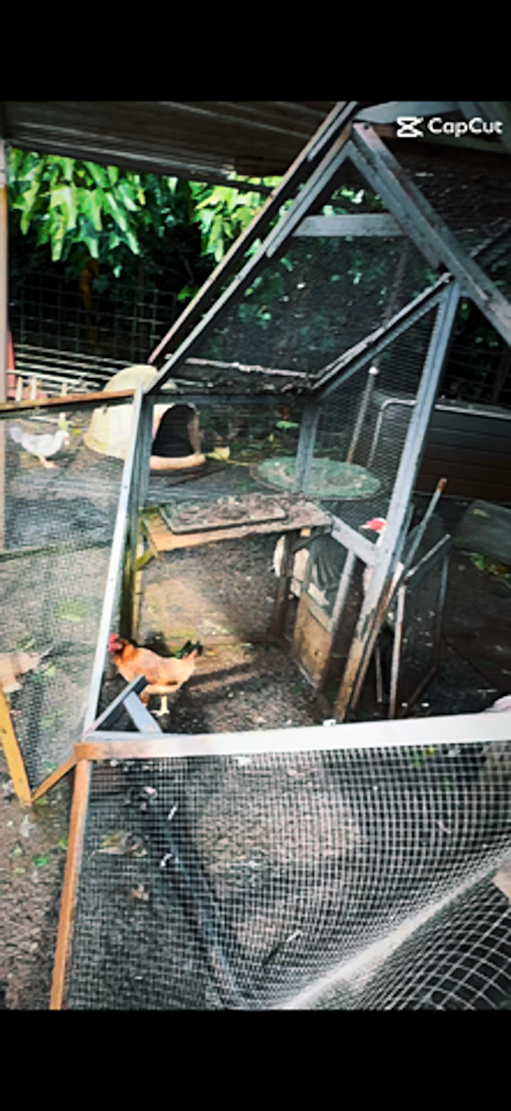 Help Us Rebuild Safe Enclosures for Maui's Rescued Animals campaign photo, 4 of 8