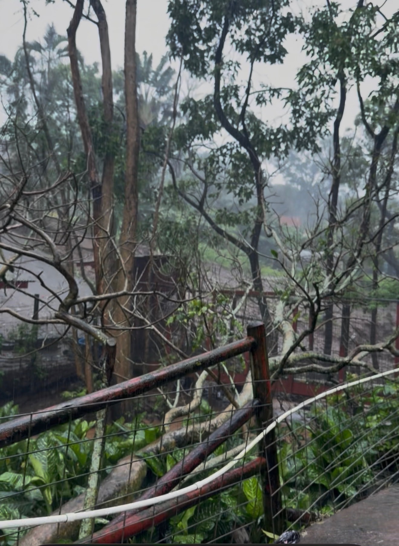 Help Us Rebuild Safe Enclosures for Maui's Rescued Animals campaign photo, 5 of 8
