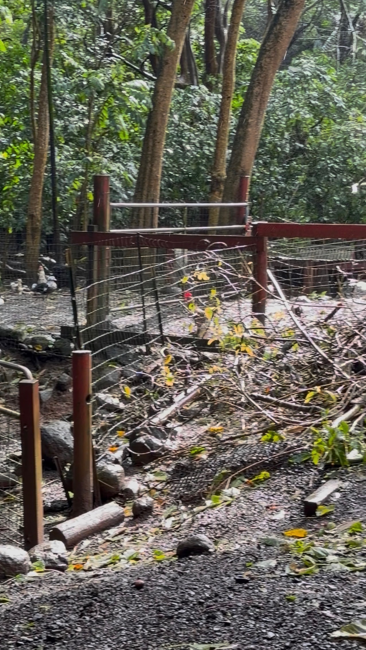 Help Us Rebuild Safe Enclosures for Maui's Rescued Animals campaign photo, 6 of 8