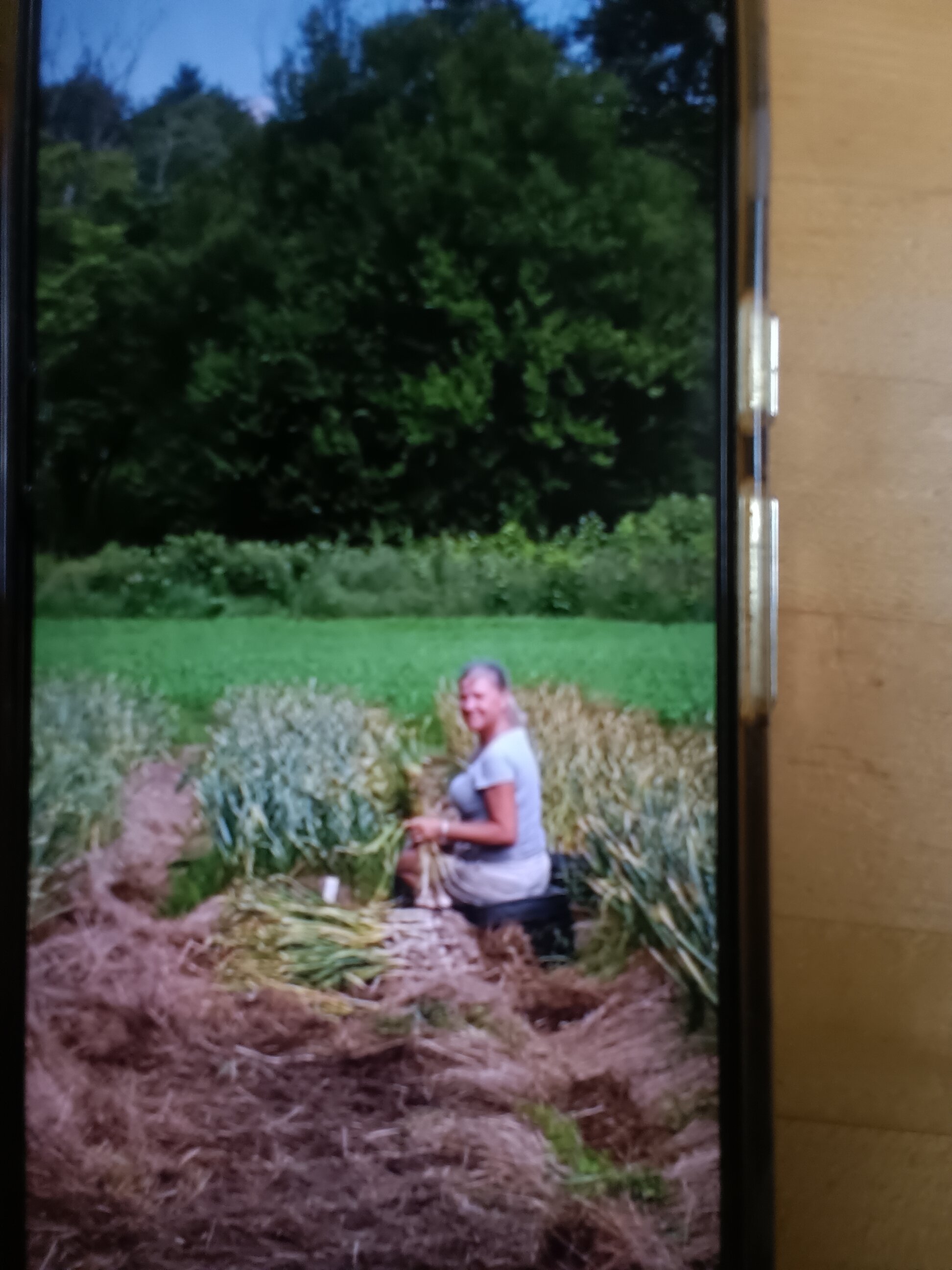 Support Witchcat Farm's Organic Garlic Comeback campaign photo, 6 of 7