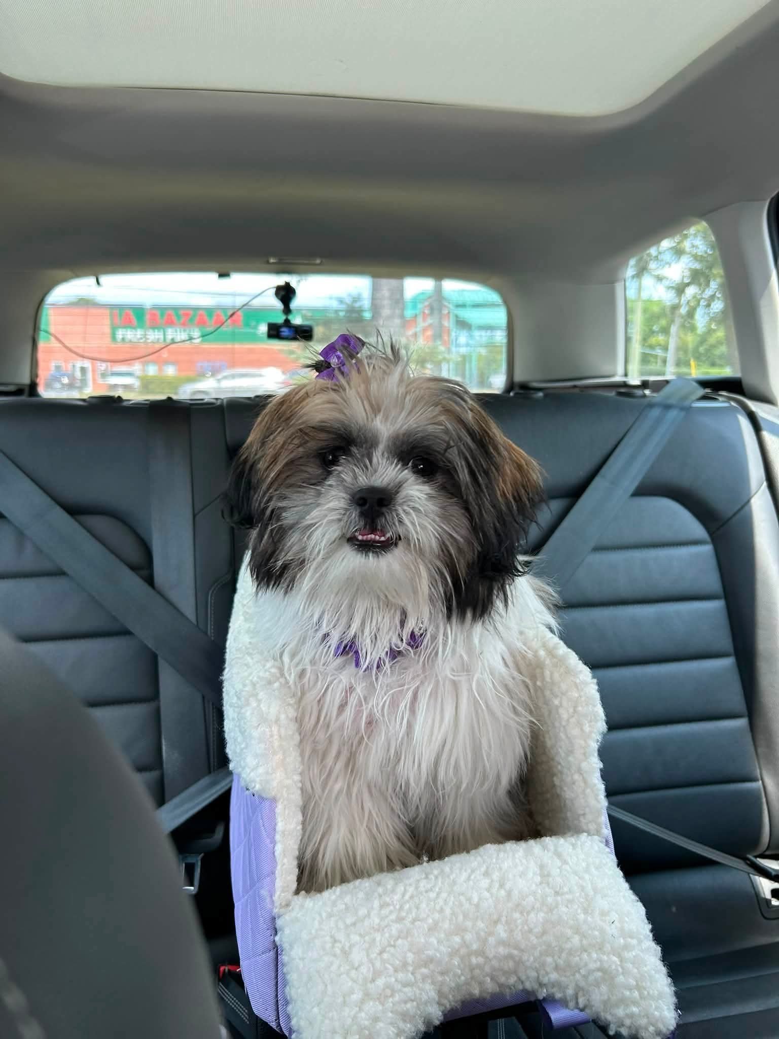 Help Daisy Get the Neurological Care She Needs campaign photo, 2 of 8