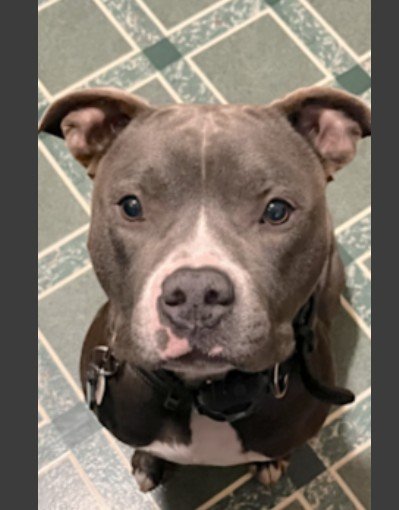 Jack's Big Move: Help a Cuddle Champion Get to Maine campaign photo, 7 of 8