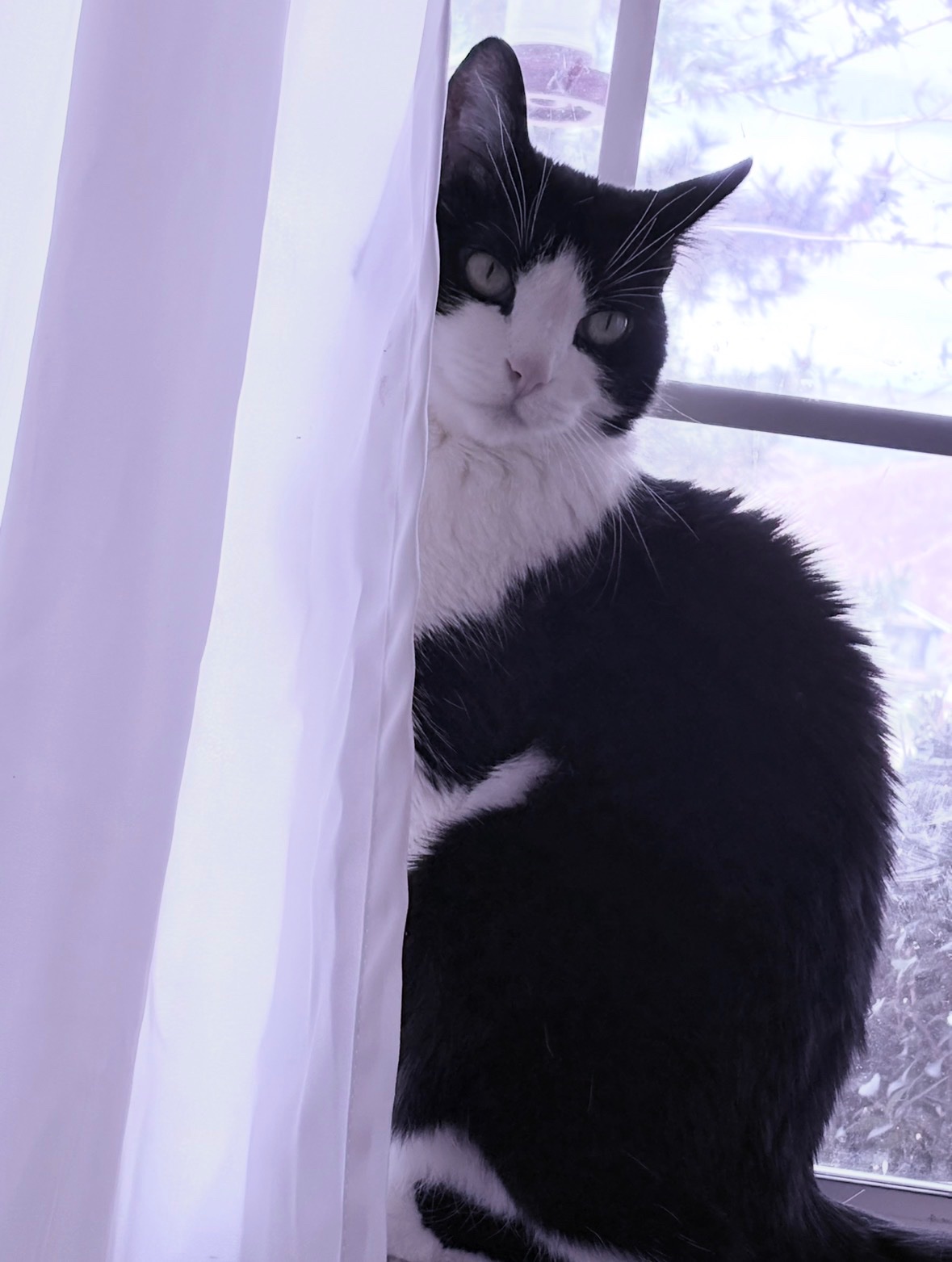 Fundraiser by Viviana M : Help Kitty Get the Surgery She Needs