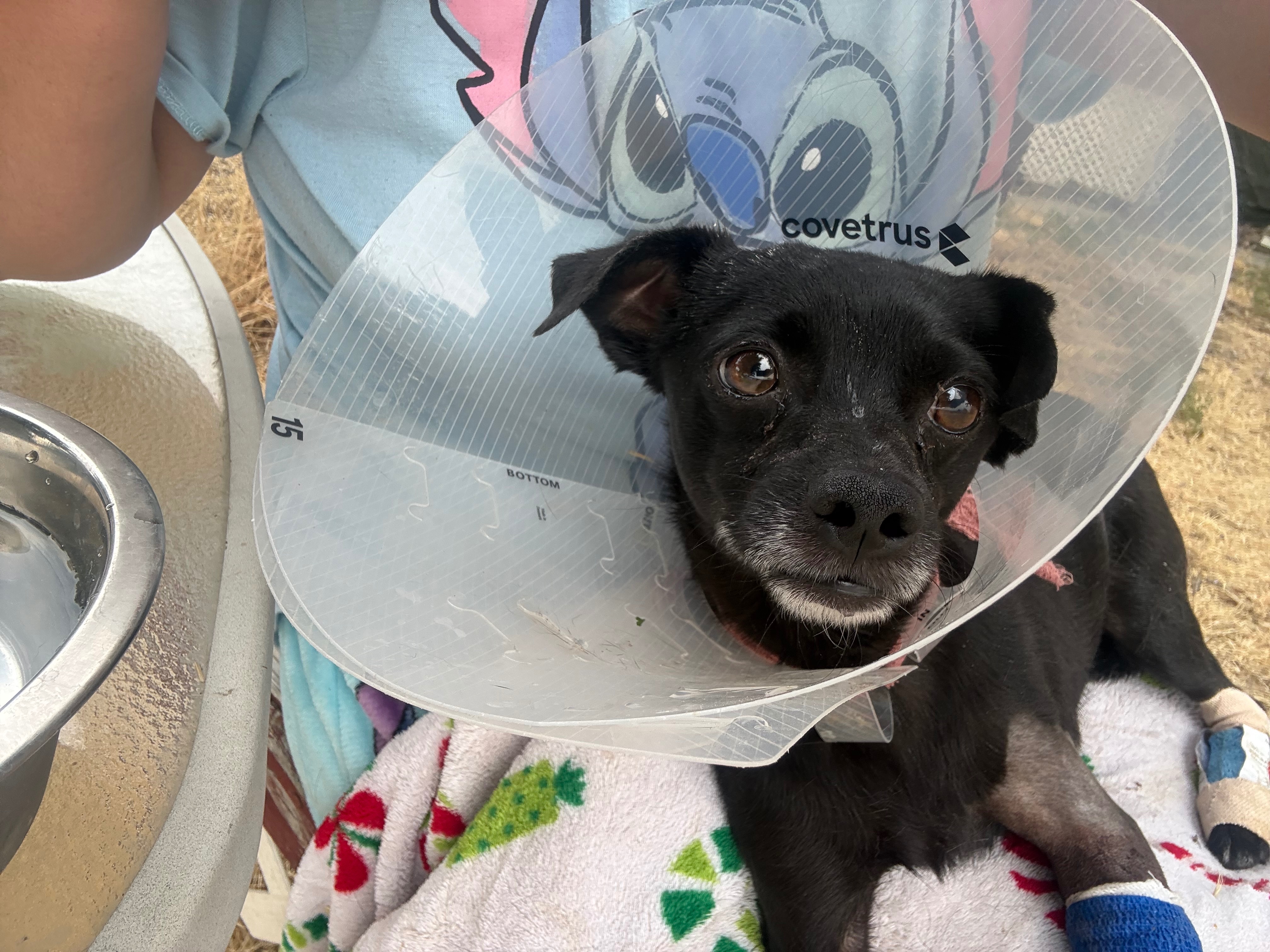 Support This Dog's Journey to Healing and Love campaign photo, 5 of 8