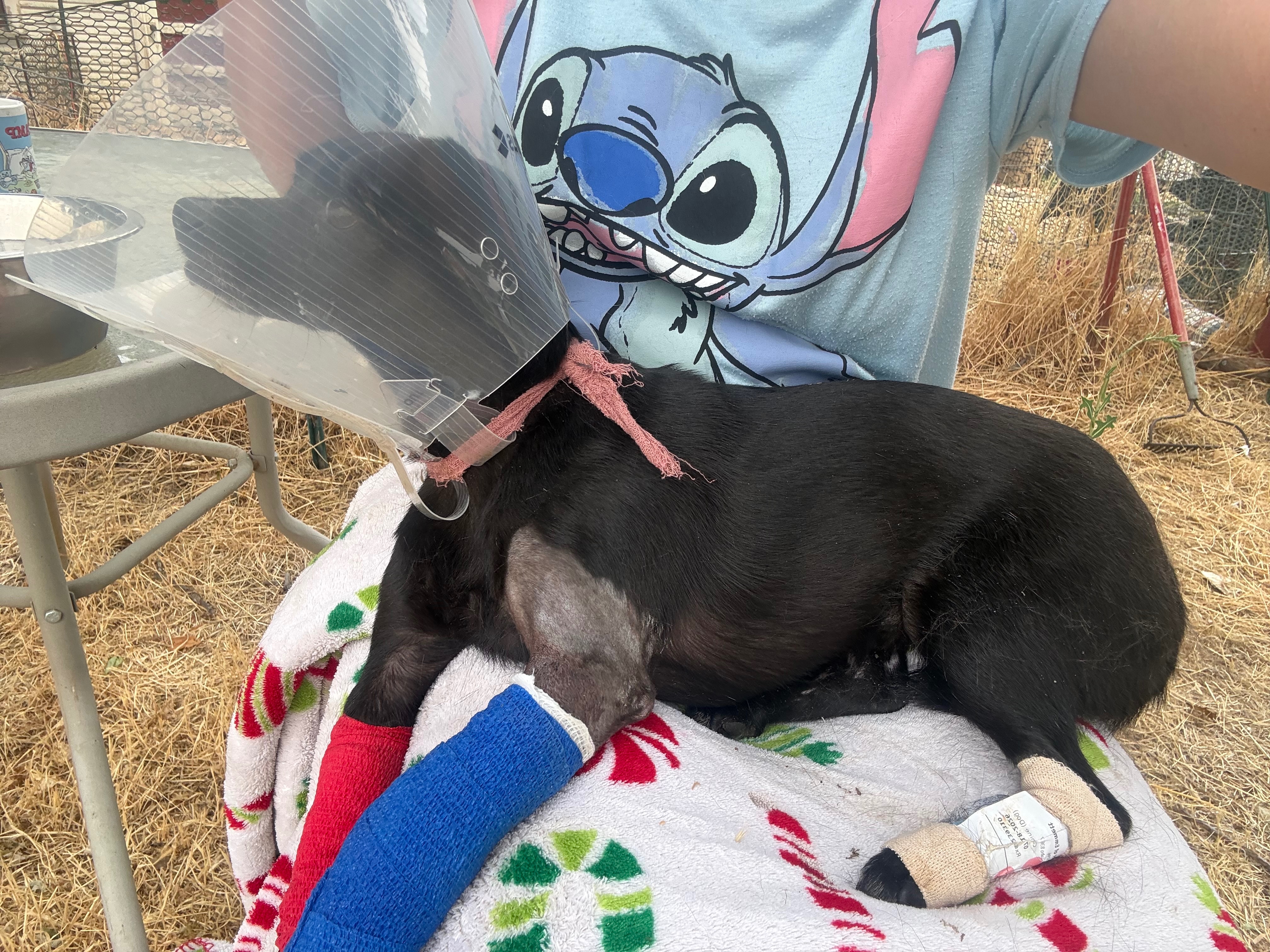 Support This Dog's Journey to Healing and Love campaign photo, 6 of 8