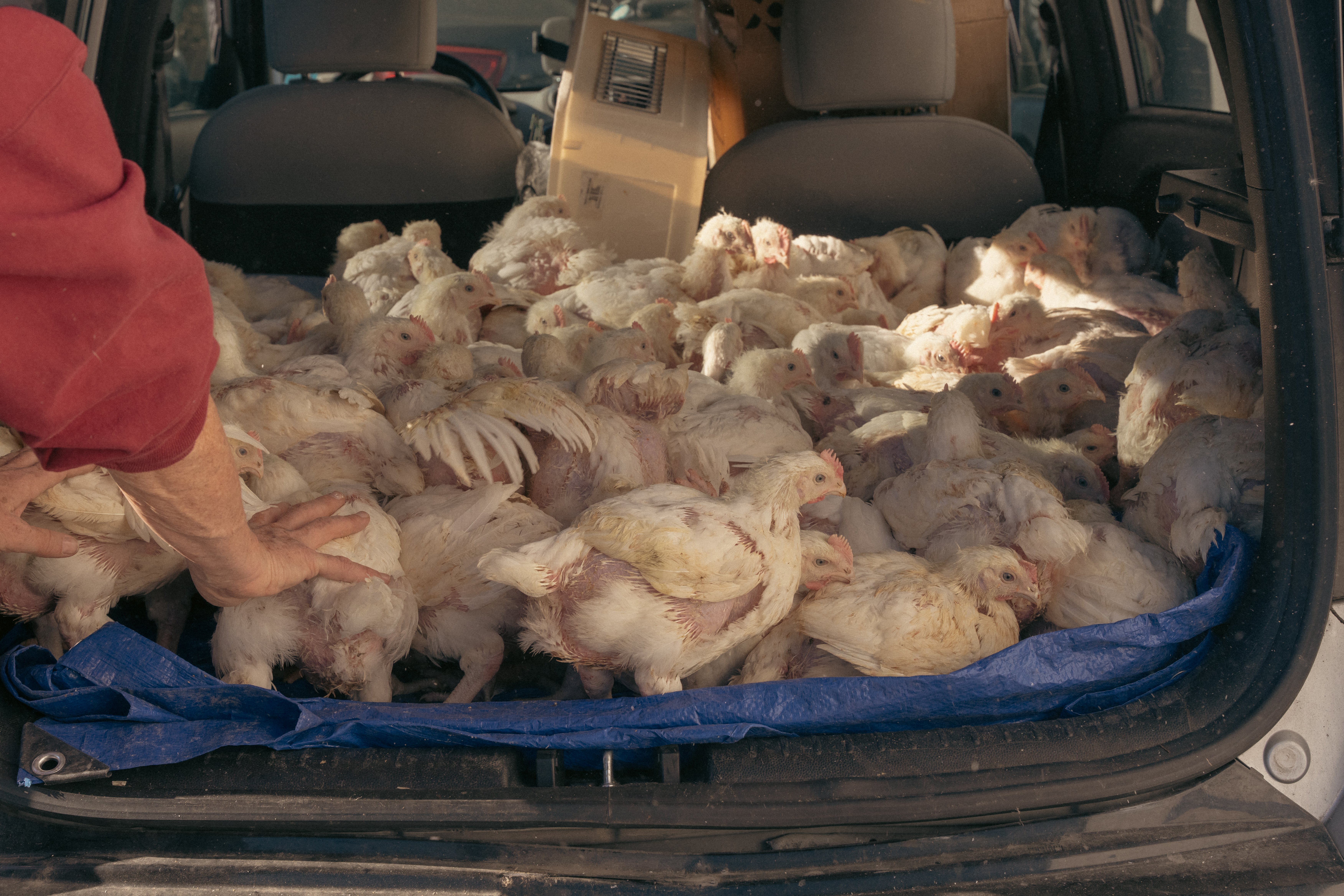 Help Us rescue Hundreds of Innocent Lives from Kaporos! campaign photo, 6 of 8