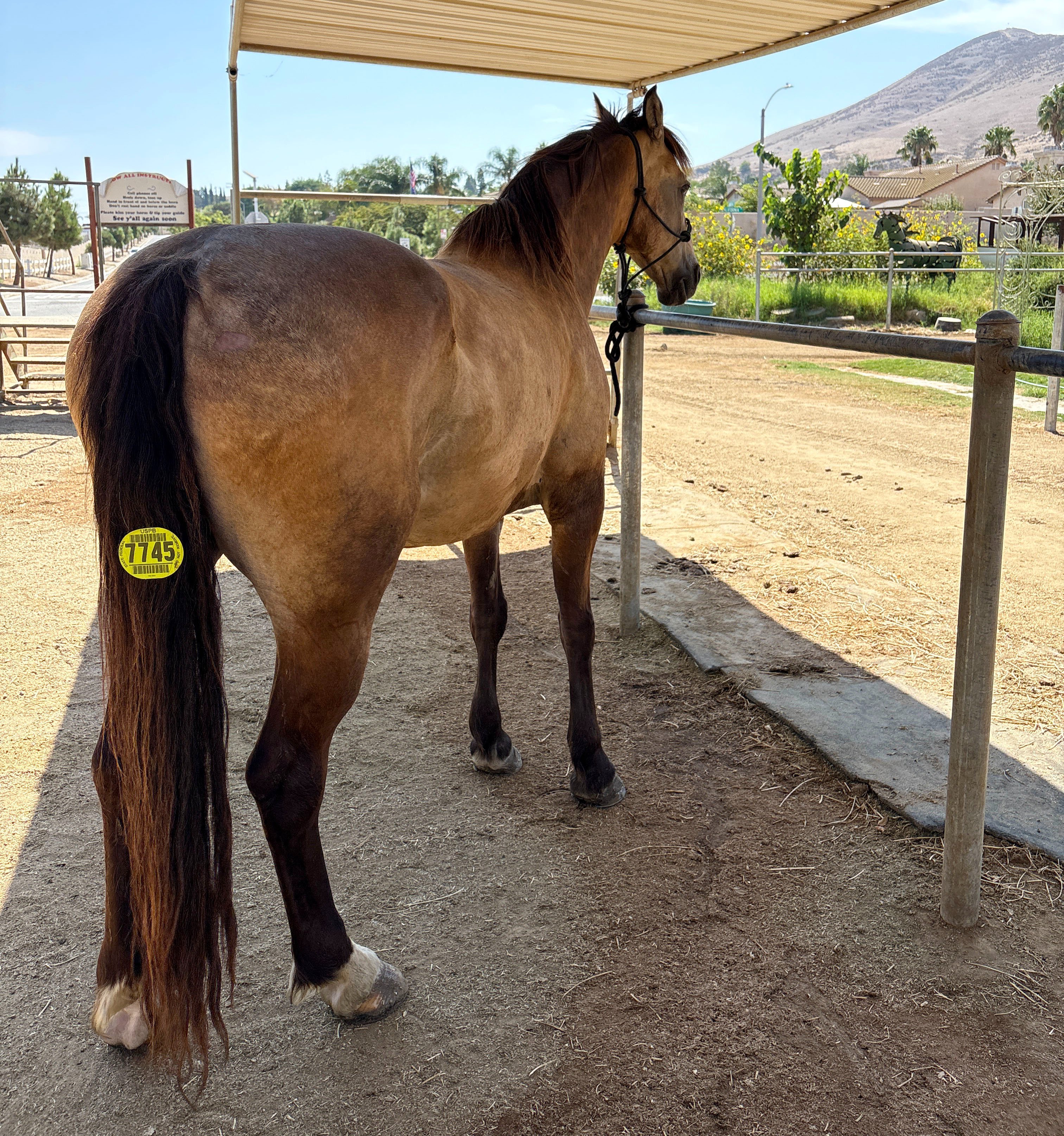 New Arrival at S&D Horseback Riding campaign photo, 5 of 8