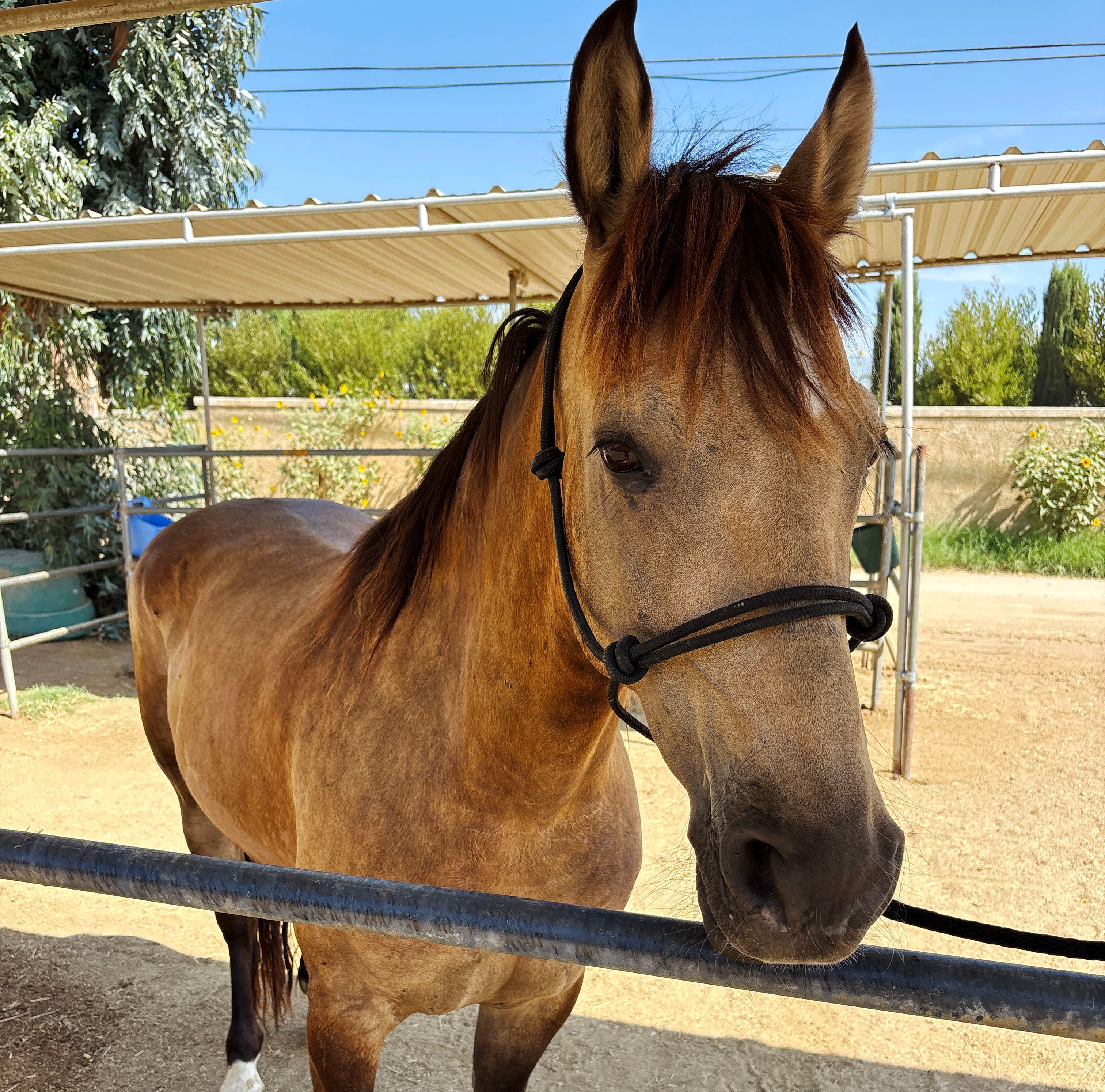 New Arrival at S&D Horseback Riding campaign photo, 6 of 8