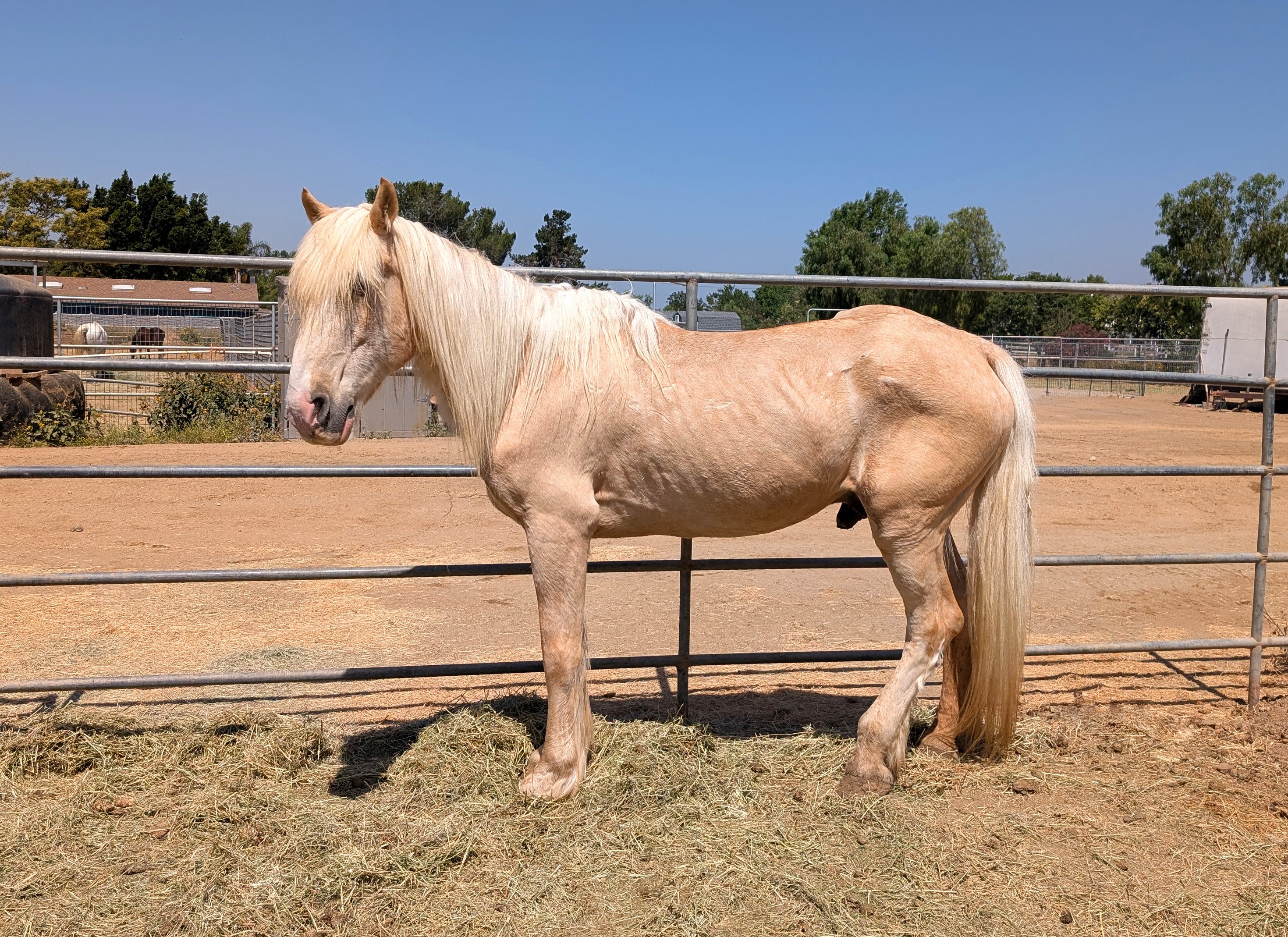 S&D Horseback Riding : Fabio campaign photo, 2 of 6
