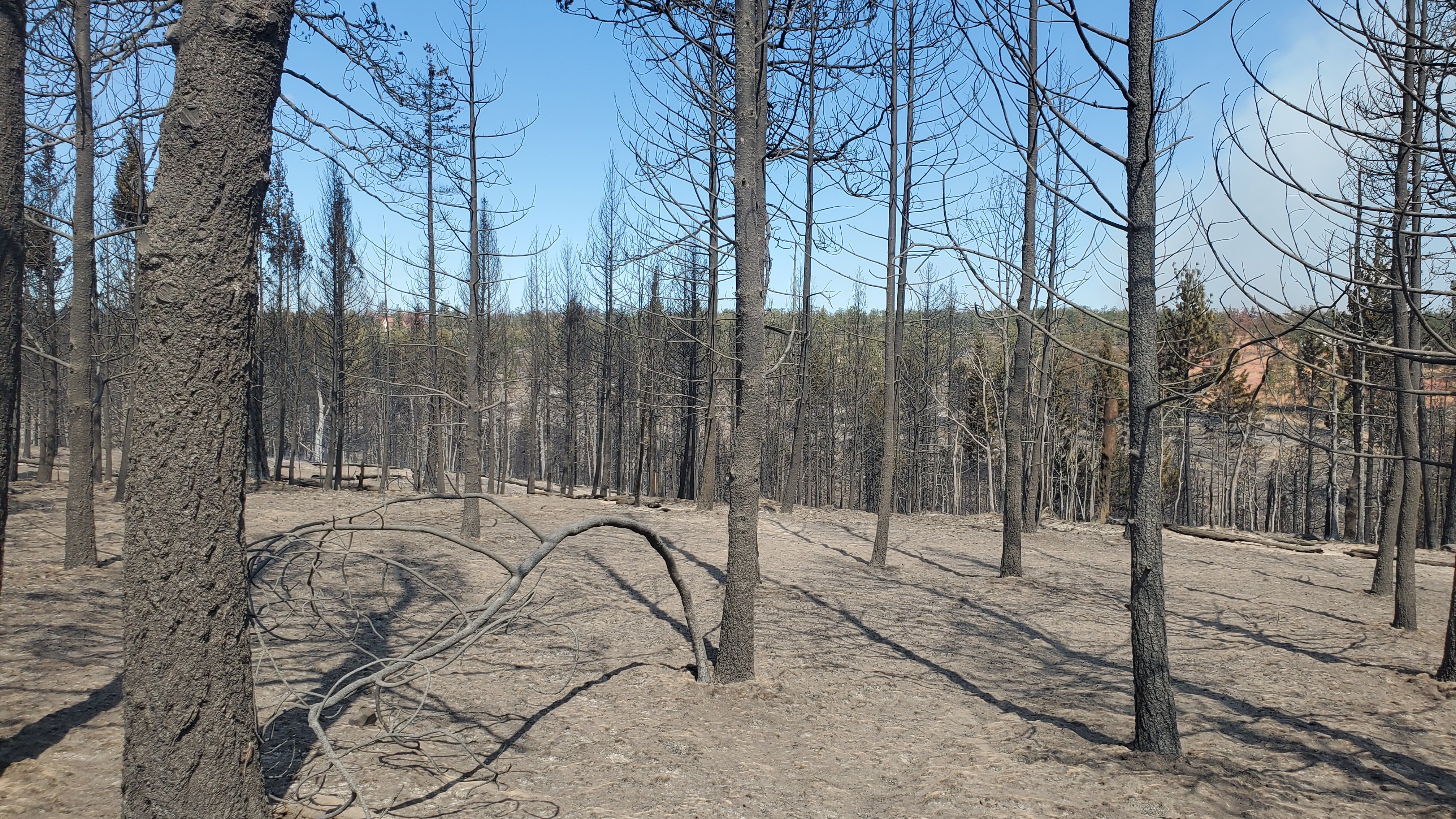 Help the French Family After the Grasshopper Fire campaign photo, 2 of 8