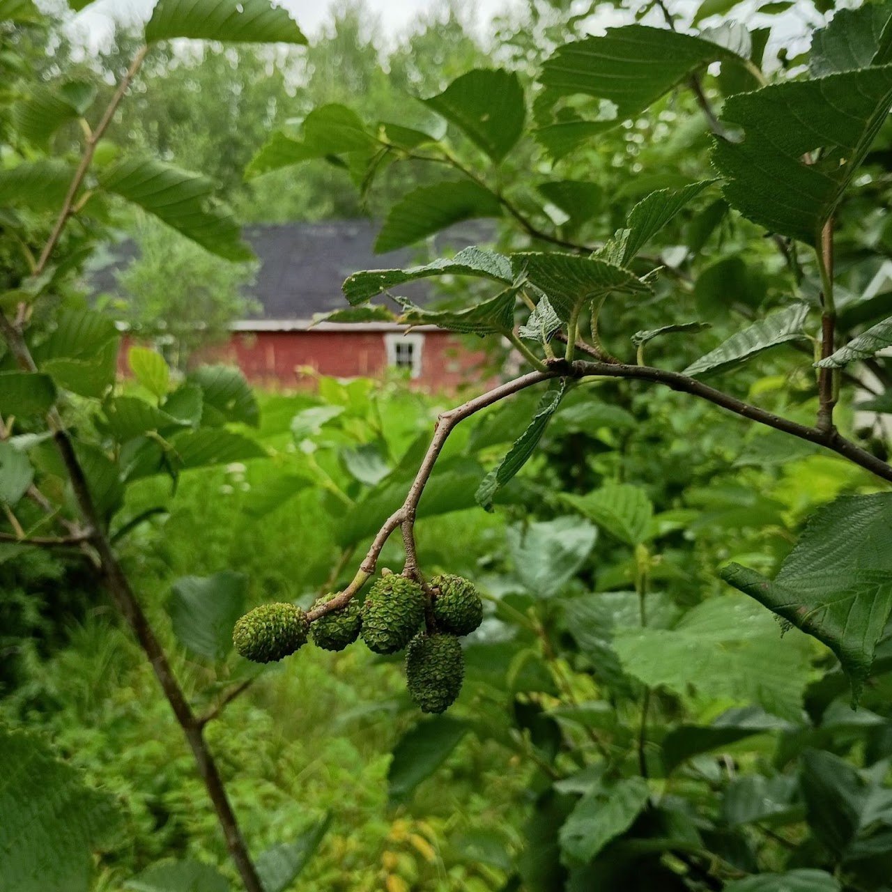 Help Feywild Farm Community Garden campaign photo, 4 of 8