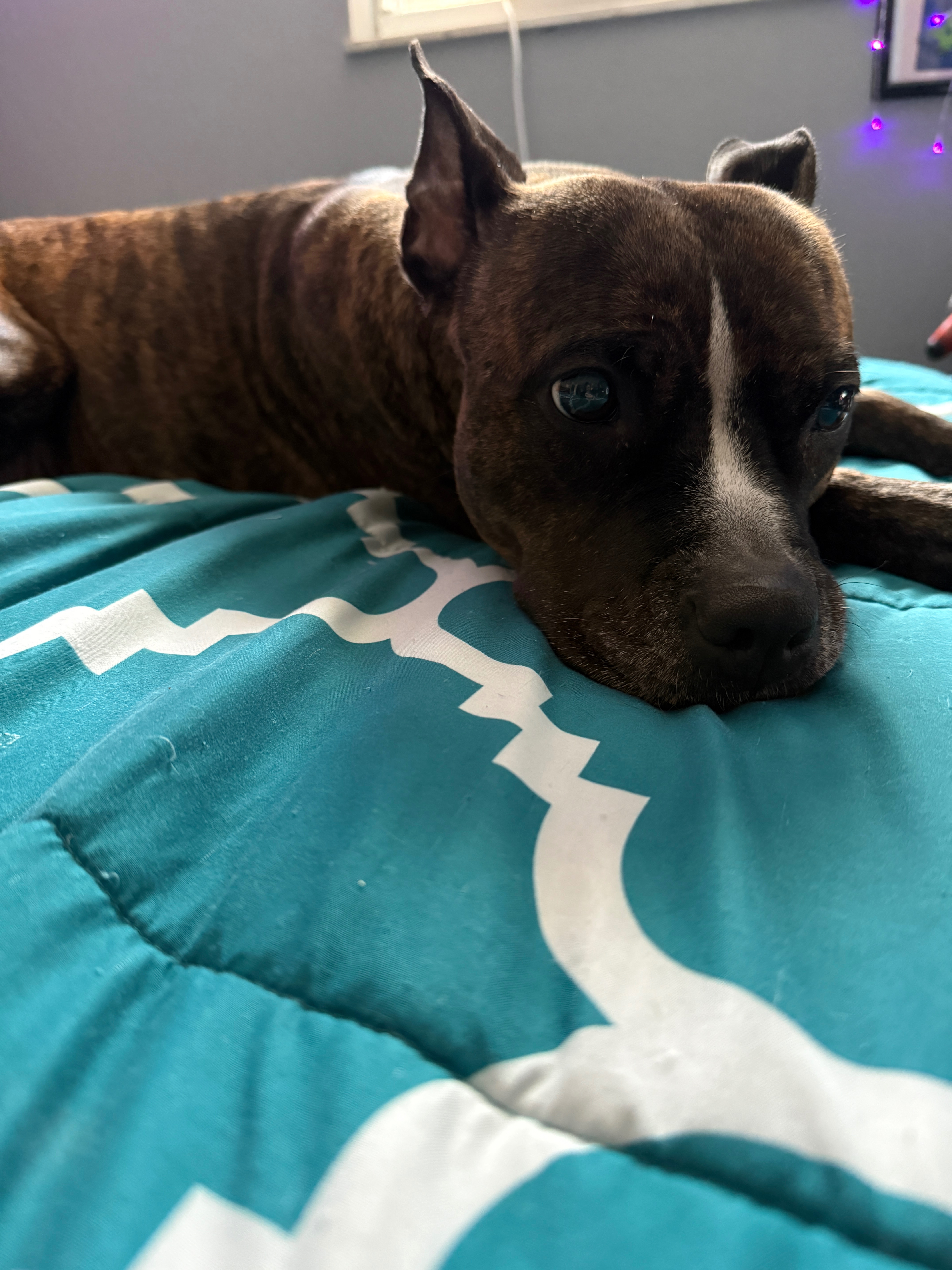 Support Zelda’s Life-Saving Surgery campaign photo, 2 of 7