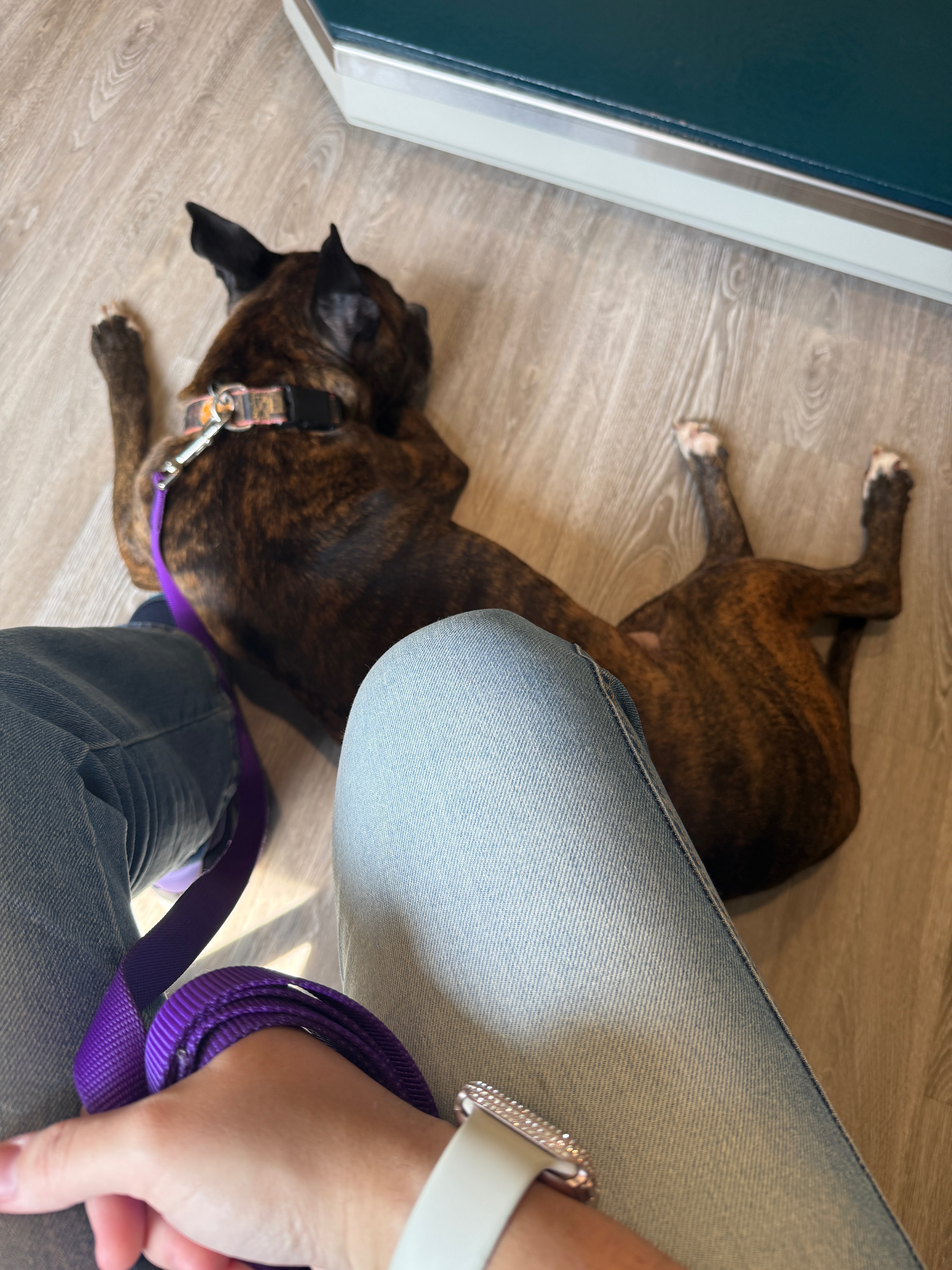 Support Zelda’s Life-Saving Surgery campaign photo, 5 of 7