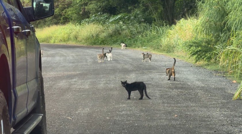 Help Oahu's Cat Feeders campaign photo, 5 of 6