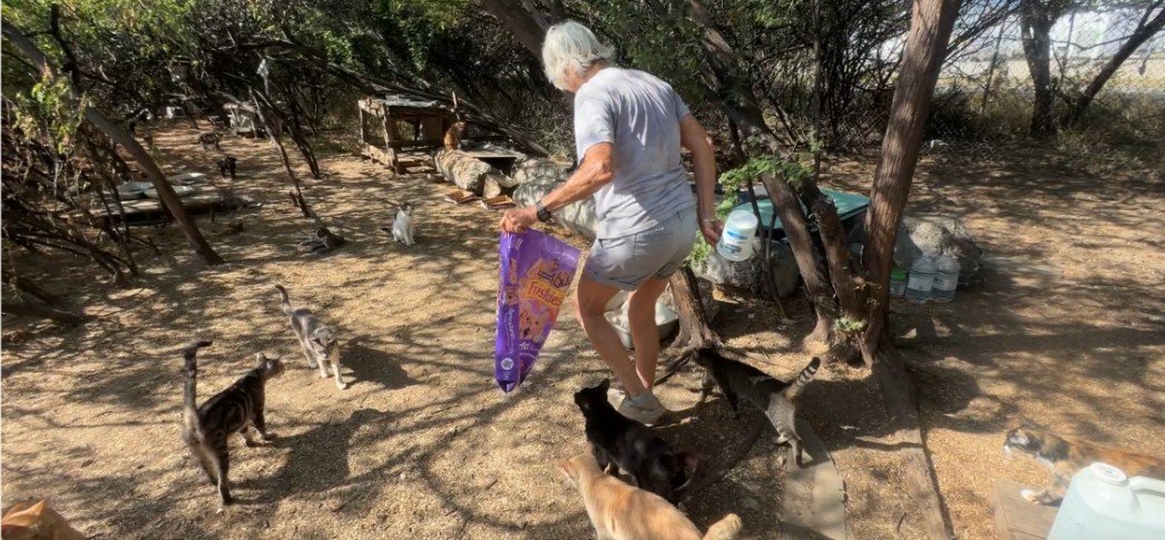 Help Oahu's Cat Feeders campaign photo, 2 of 6