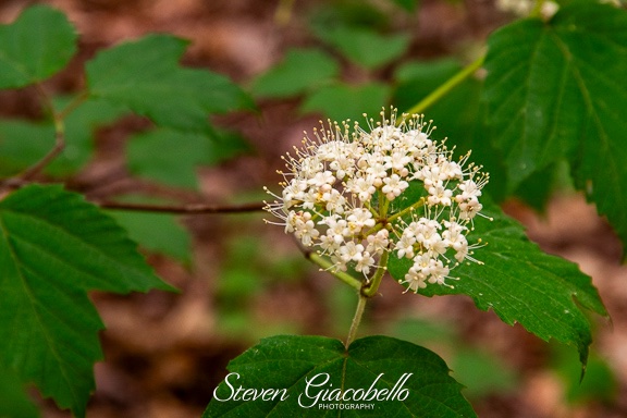 Support Eagle Scout project in benefit of Croton Arboretum campaign photo, 2 of 6