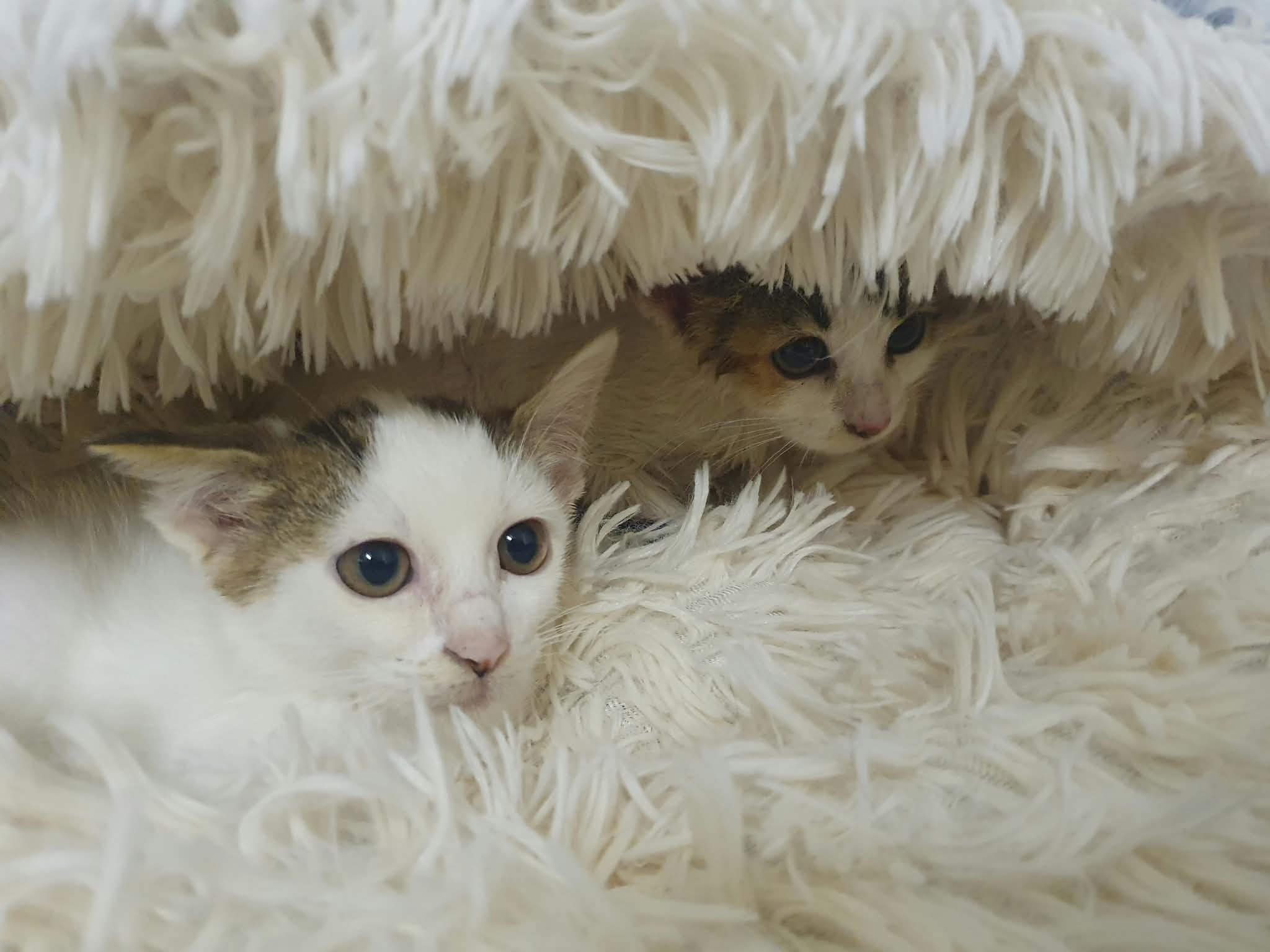 Kampagnen-Foto für 6 kleine Leben brauchen unsere Hilfe, 6 von 7
