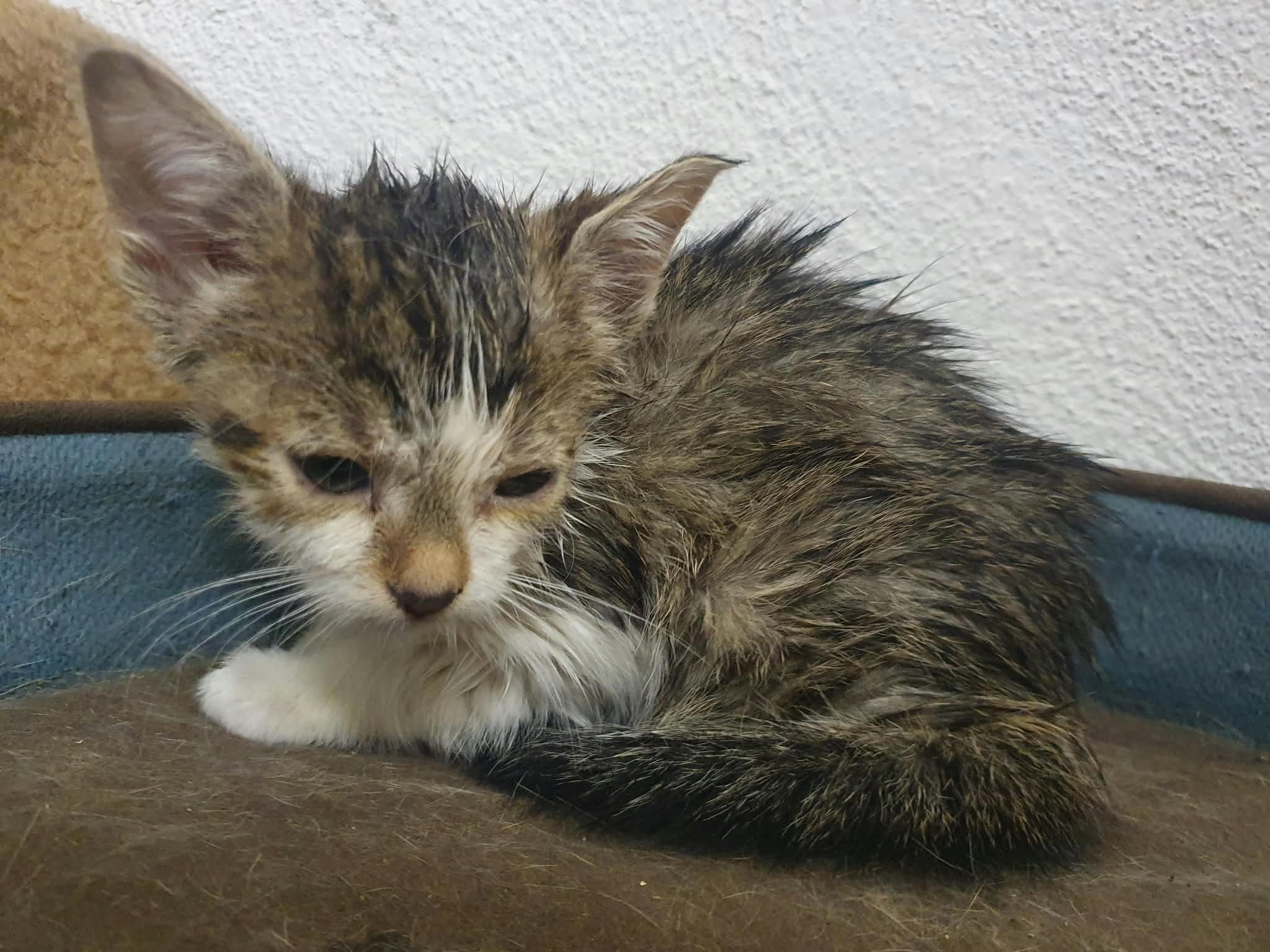 Kampagnen-Foto für 6 kleine Leben brauchen unsere Hilfe, 4 von 7