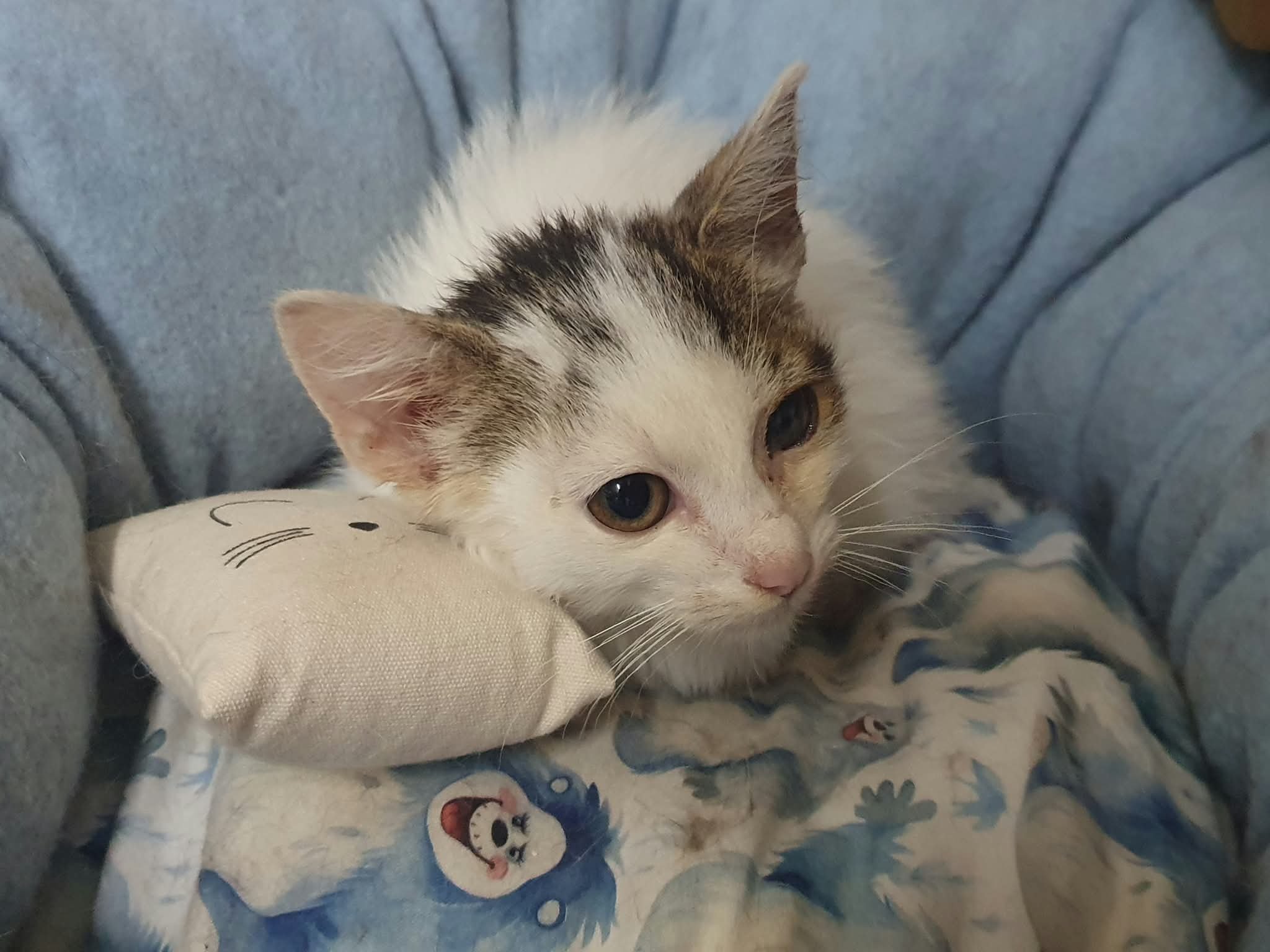 Kampagnen-Foto für 6 kleine Leben brauchen unsere Hilfe, 2 von 7