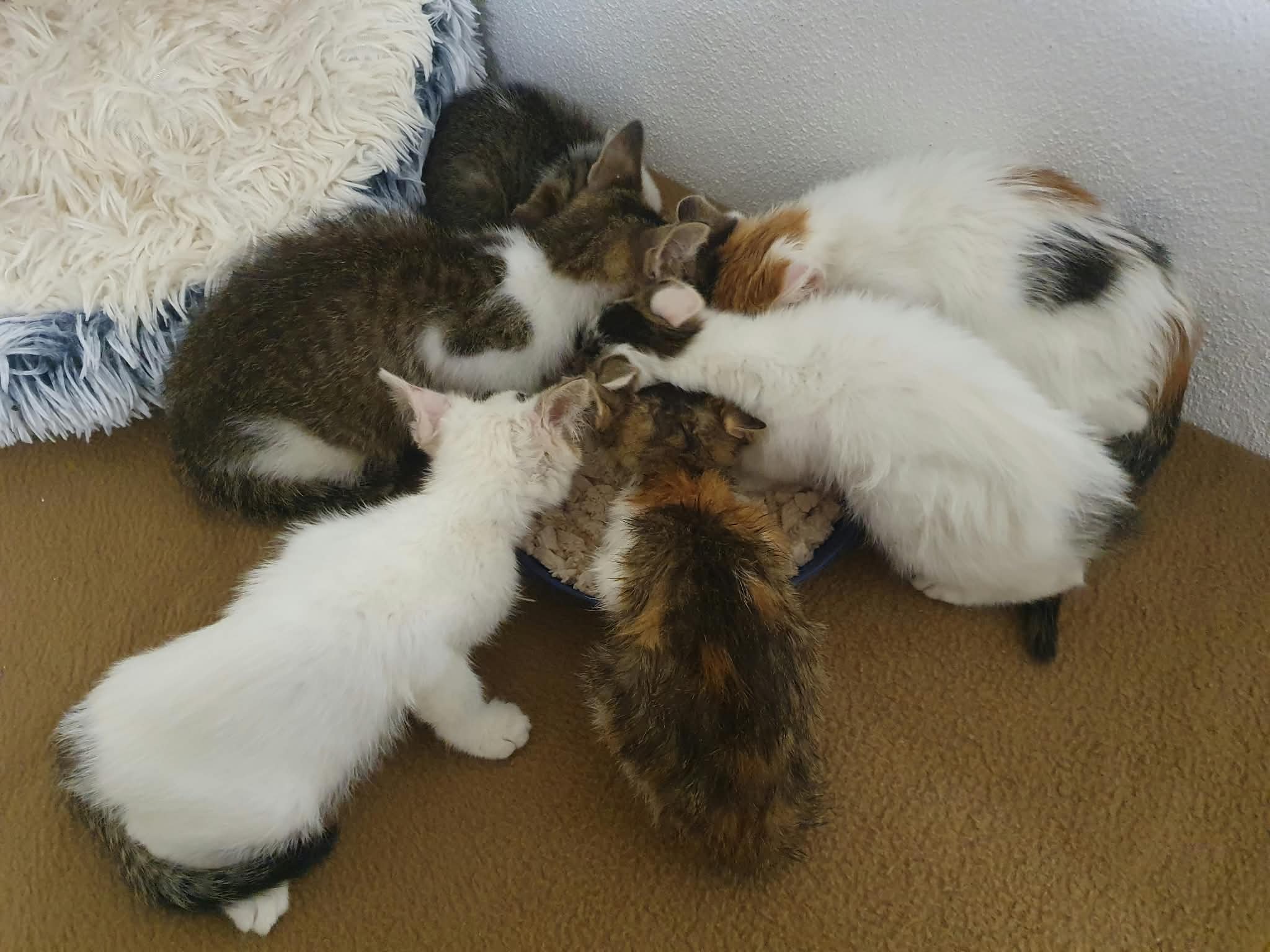 Kampagnen-Foto für 6 kleine Leben brauchen unsere Hilfe, 5 von 7