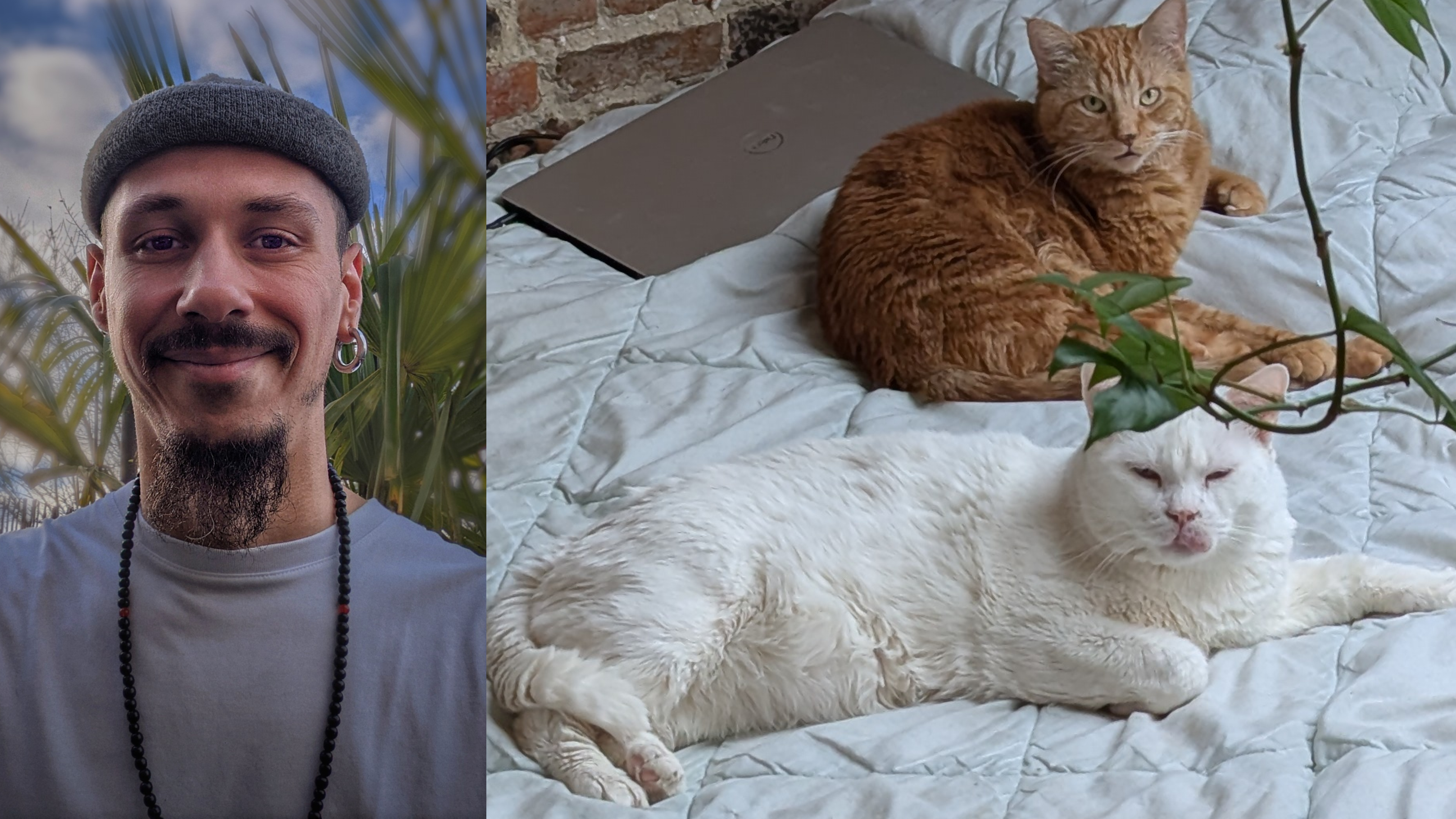 Help me avoid homelessness and keep my cats before August 30 campaign photo, 2 of 4